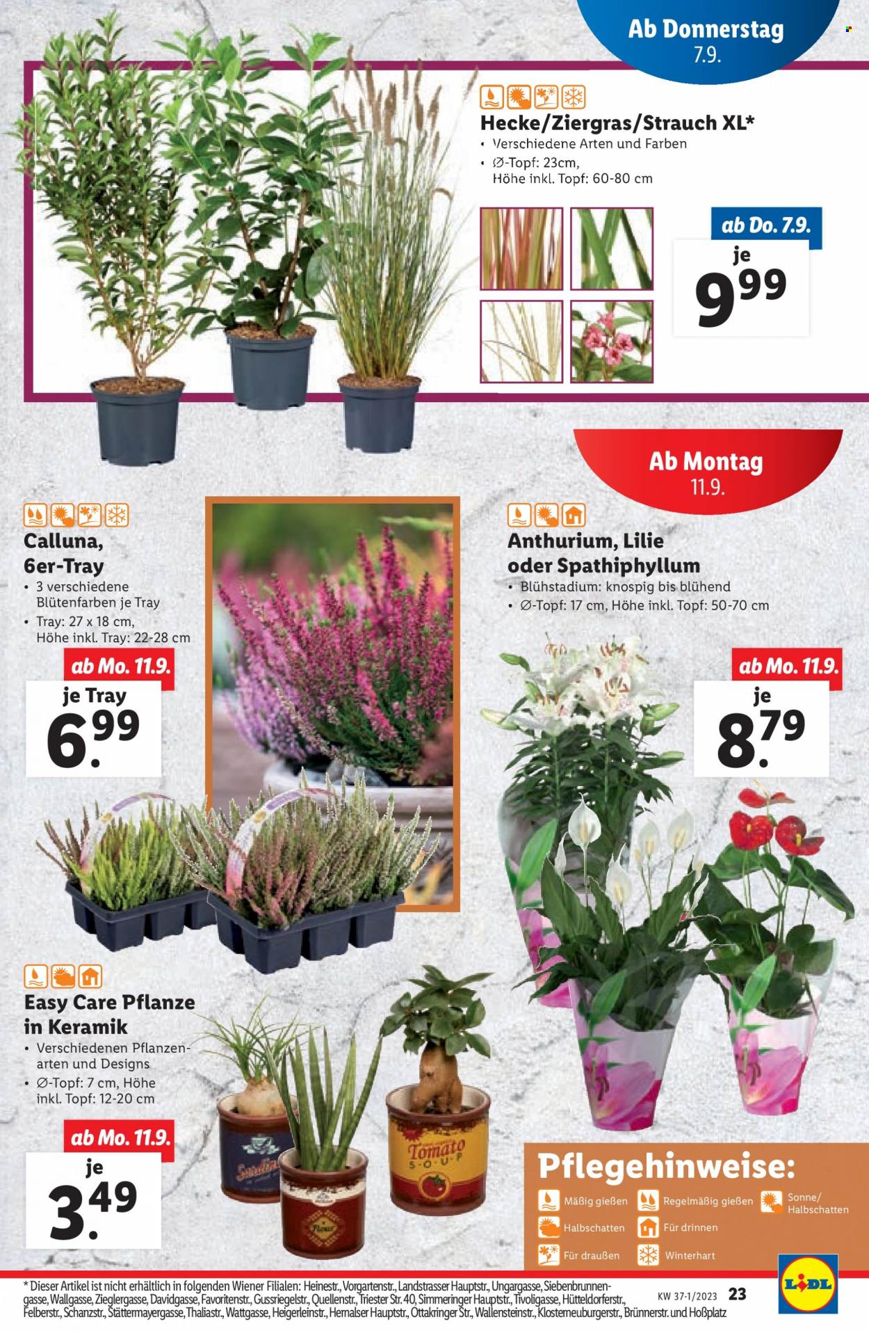 Angebote Lidl - 7.9.2023 - 9.9.2023. Seite 23