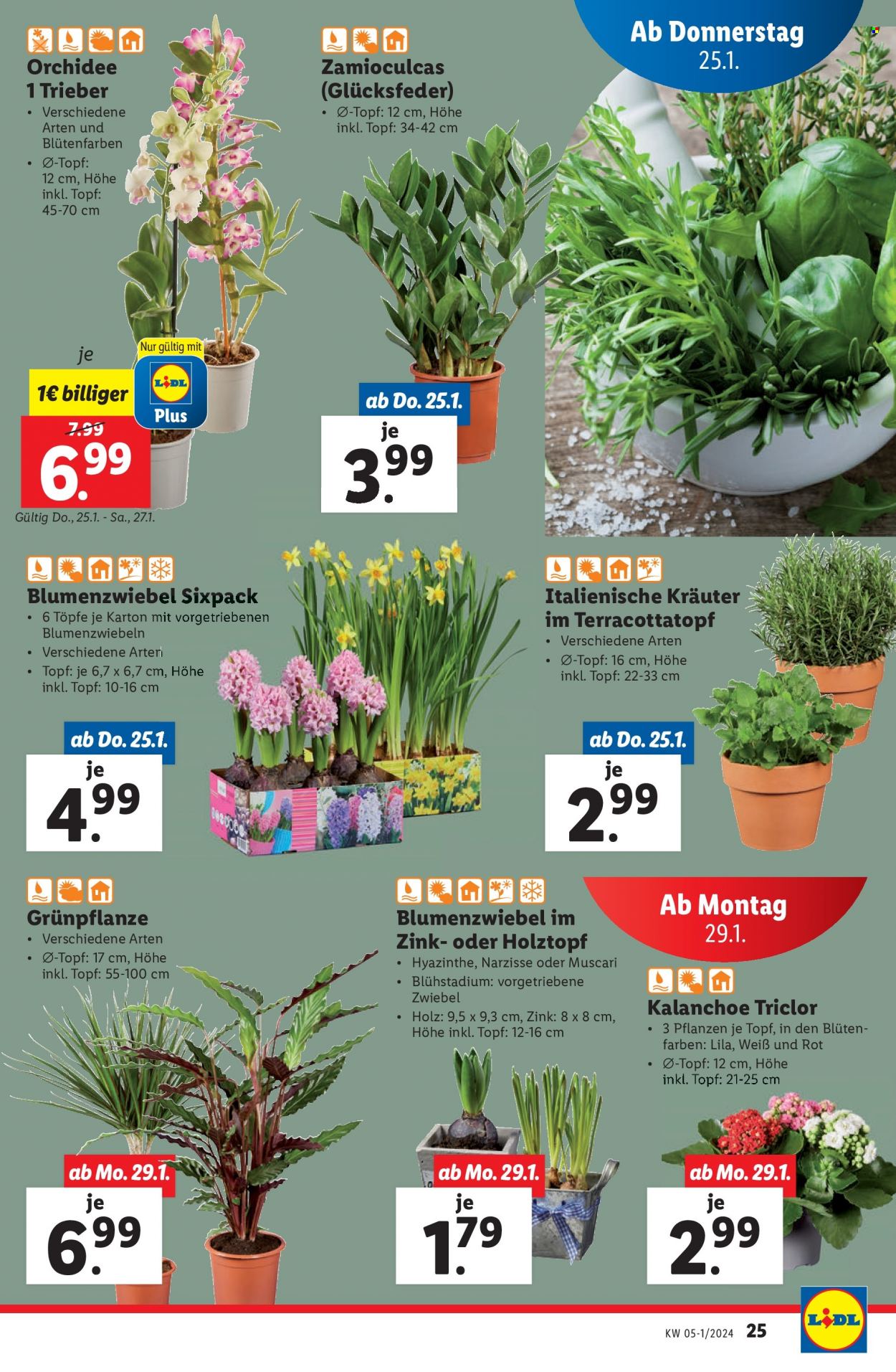 Angebote Lidl - 25.1.2024 - 31.1.2024. Seite 25