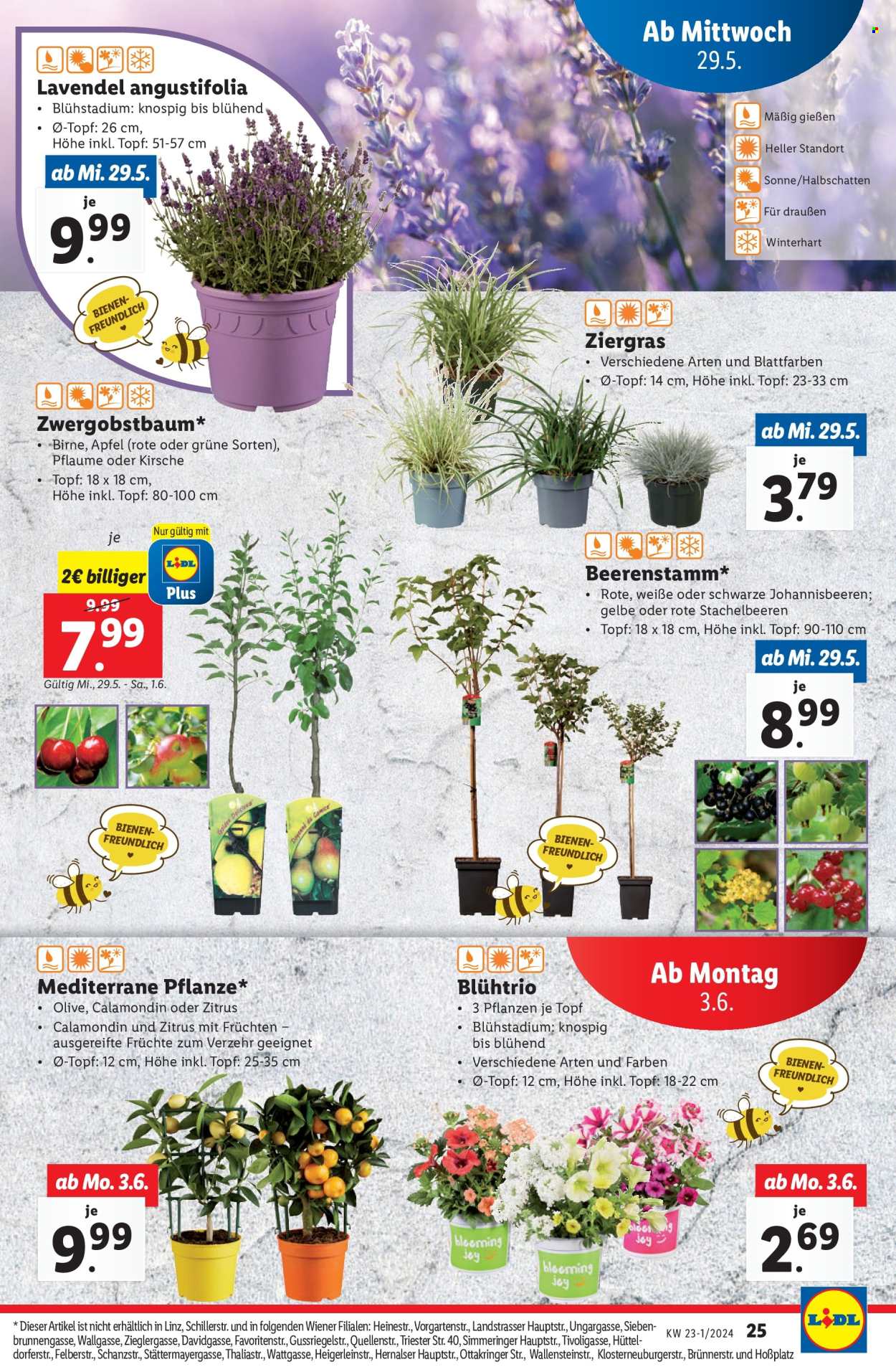 Angebote Lidl - 29.5.2024 - 4.6.2024. Seite 25