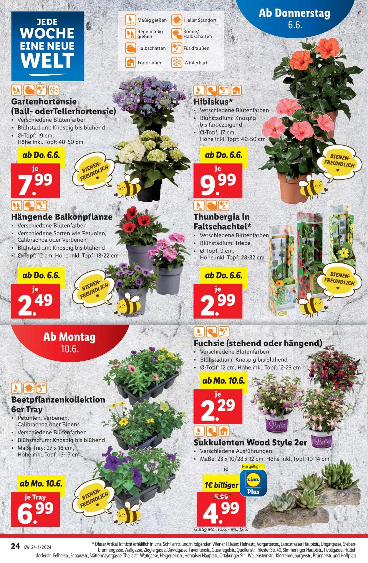 Angebote Lidl - 6.6.2024 - 12.6.2024. Seite 28