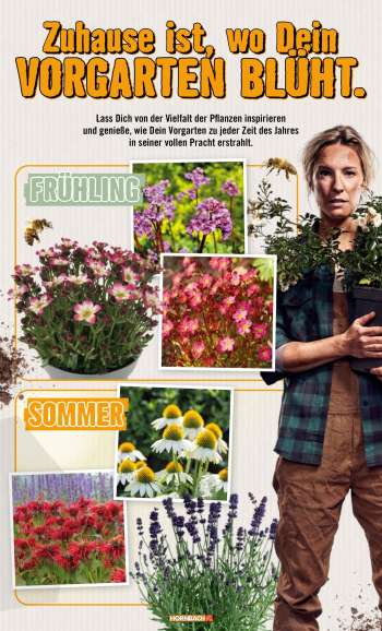 thumbnail - Weißer Sonnenhut Echinacea 'Meditation White' ® H 5-50 cm Co 0,5 L