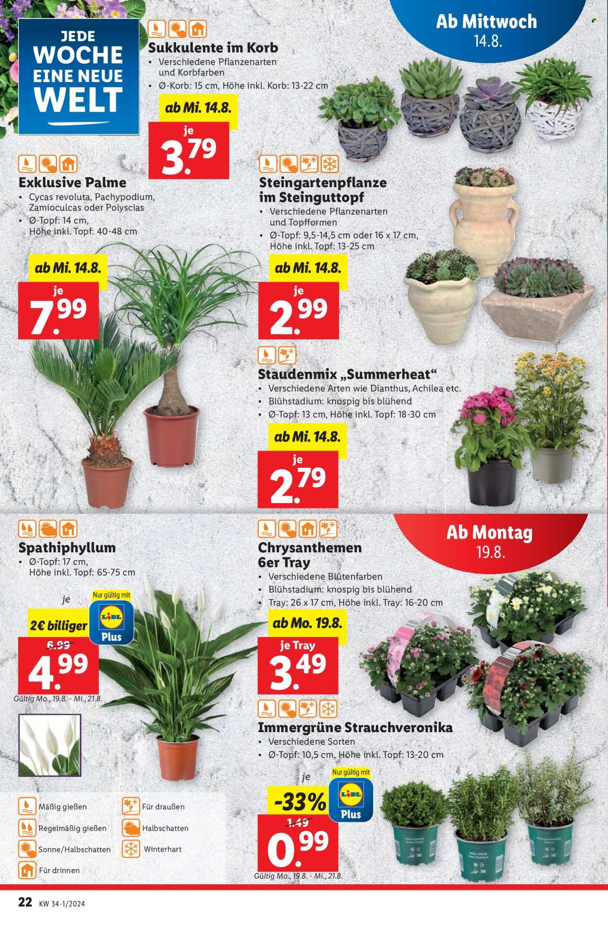 Angebote Lidl - 14.8.2024 - 20.8.2024. Seite 22