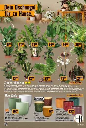 thumbnail - Glücksfeder FloraSelf Zamioculcas zamiifolia H 80-100 cm Ø 21 cm Topf