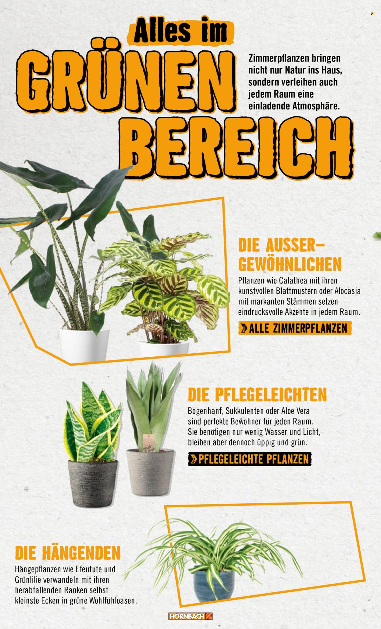 Angebote Hornbach. Seite 24