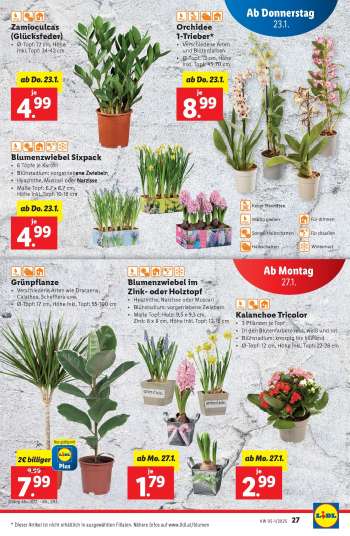 thumbnail - Blumenzwiebel im Zink- oder Holztopf