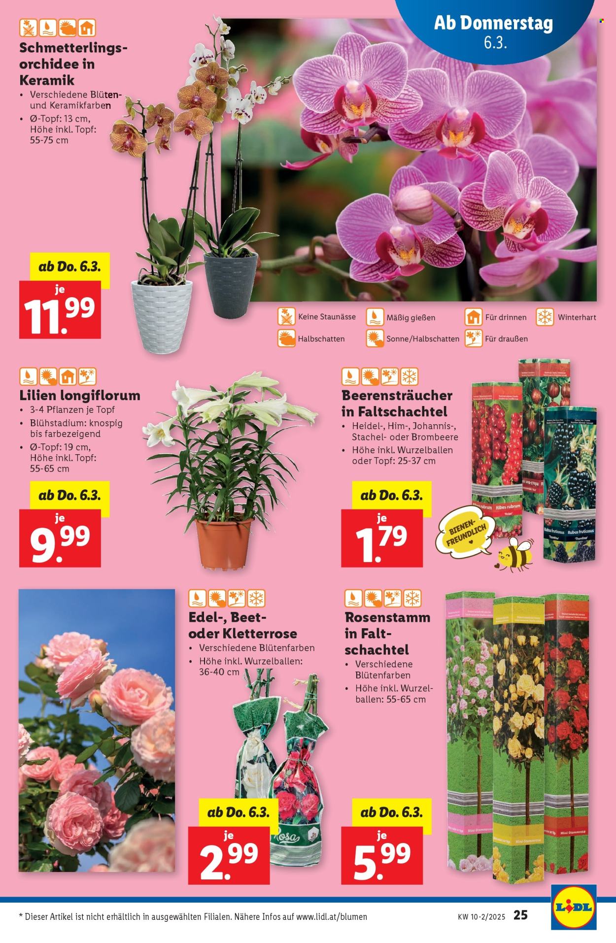 Angebote Lidl - 6.3.2025 - 12.3.2025. Seite 29