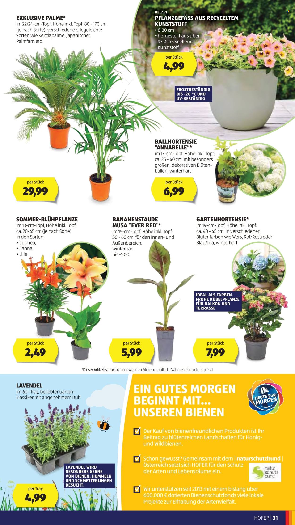 Angebote Hofer - 6.6.2025 - 12.6.2025. Seite 33