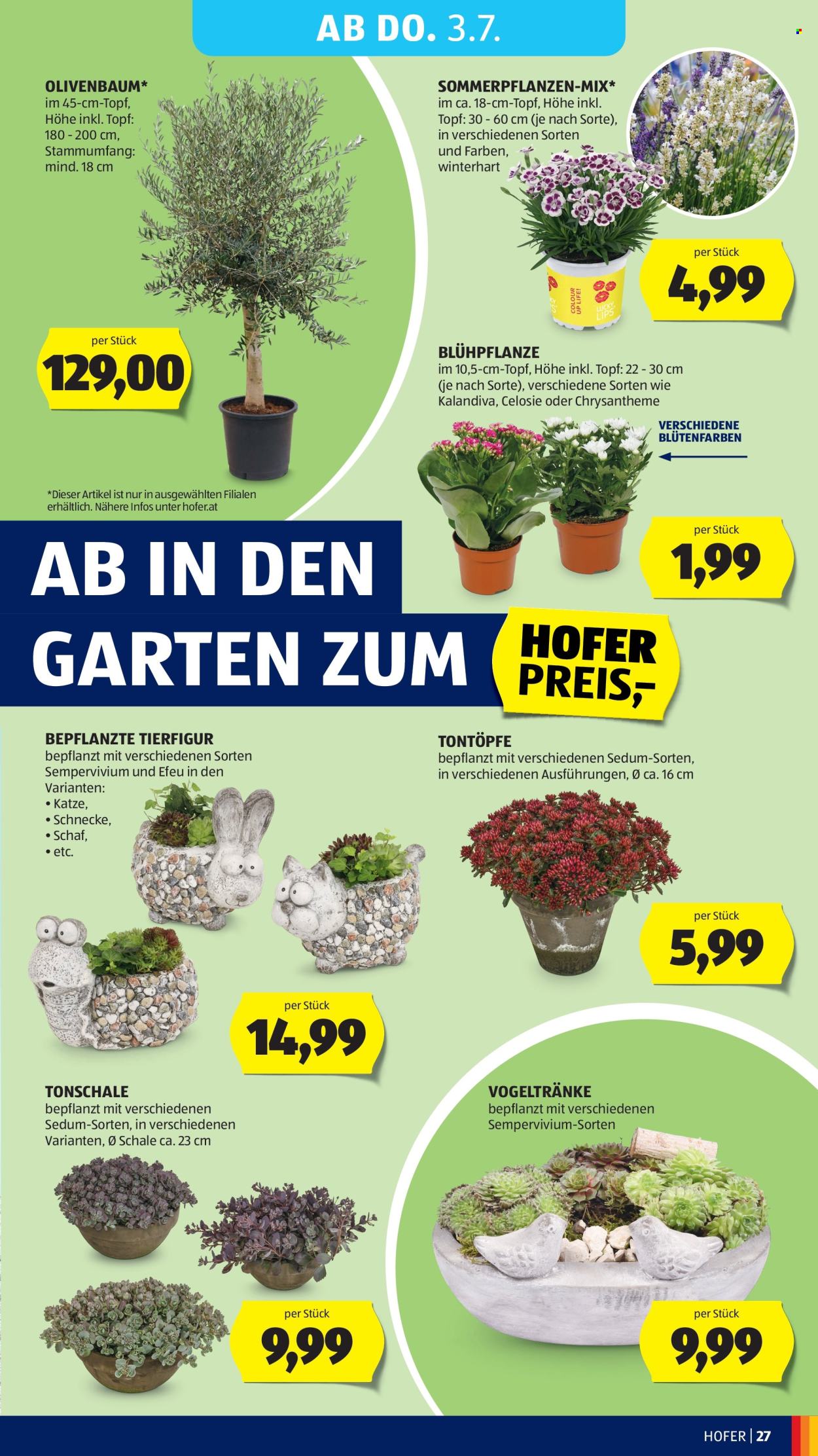 Angebote Hofer - 27.6.2025 - 3.7.2025. Seite 31