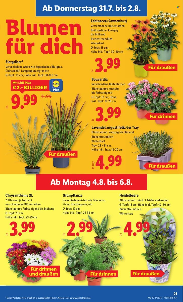 Angebote Lidl - 31.7.2025 - 6.8.2025. Seite 23