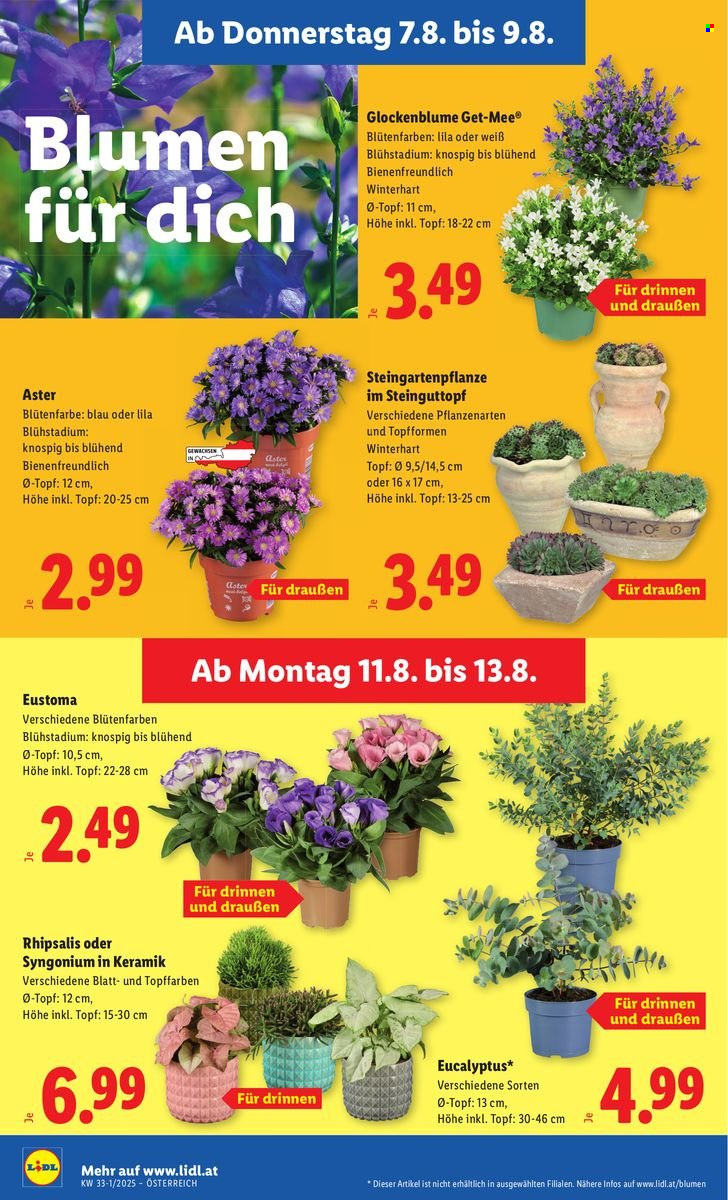 Angebote Lidl - 7.8.2025 - 13.8.2025. Seite 26