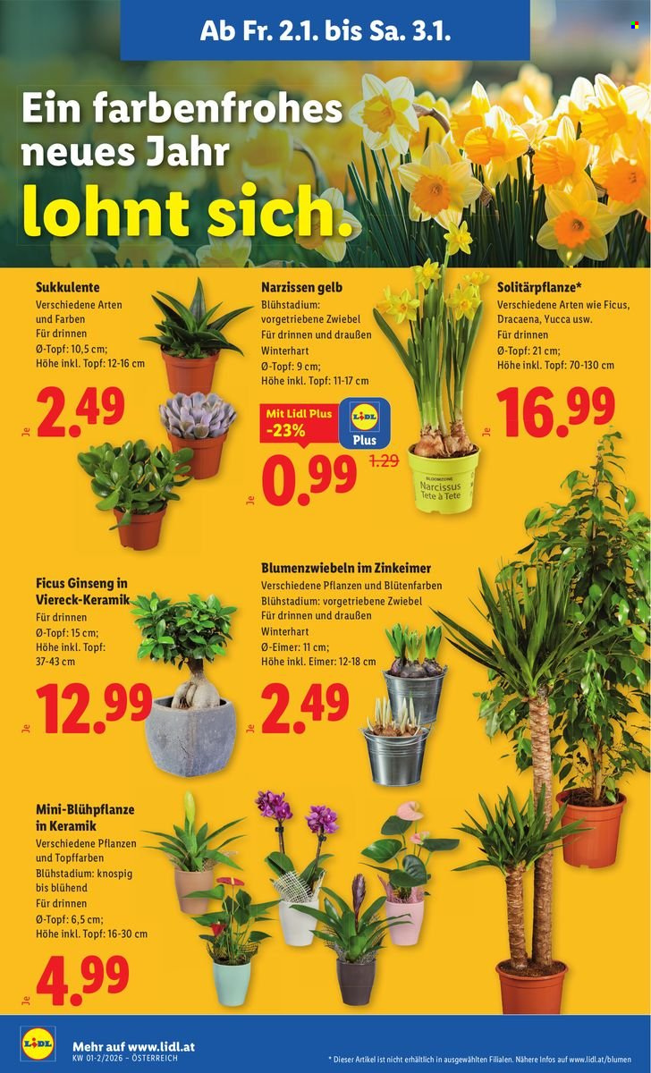 Angebote Lidl - 2.1.2026 - 7.1.2026. Seite 24