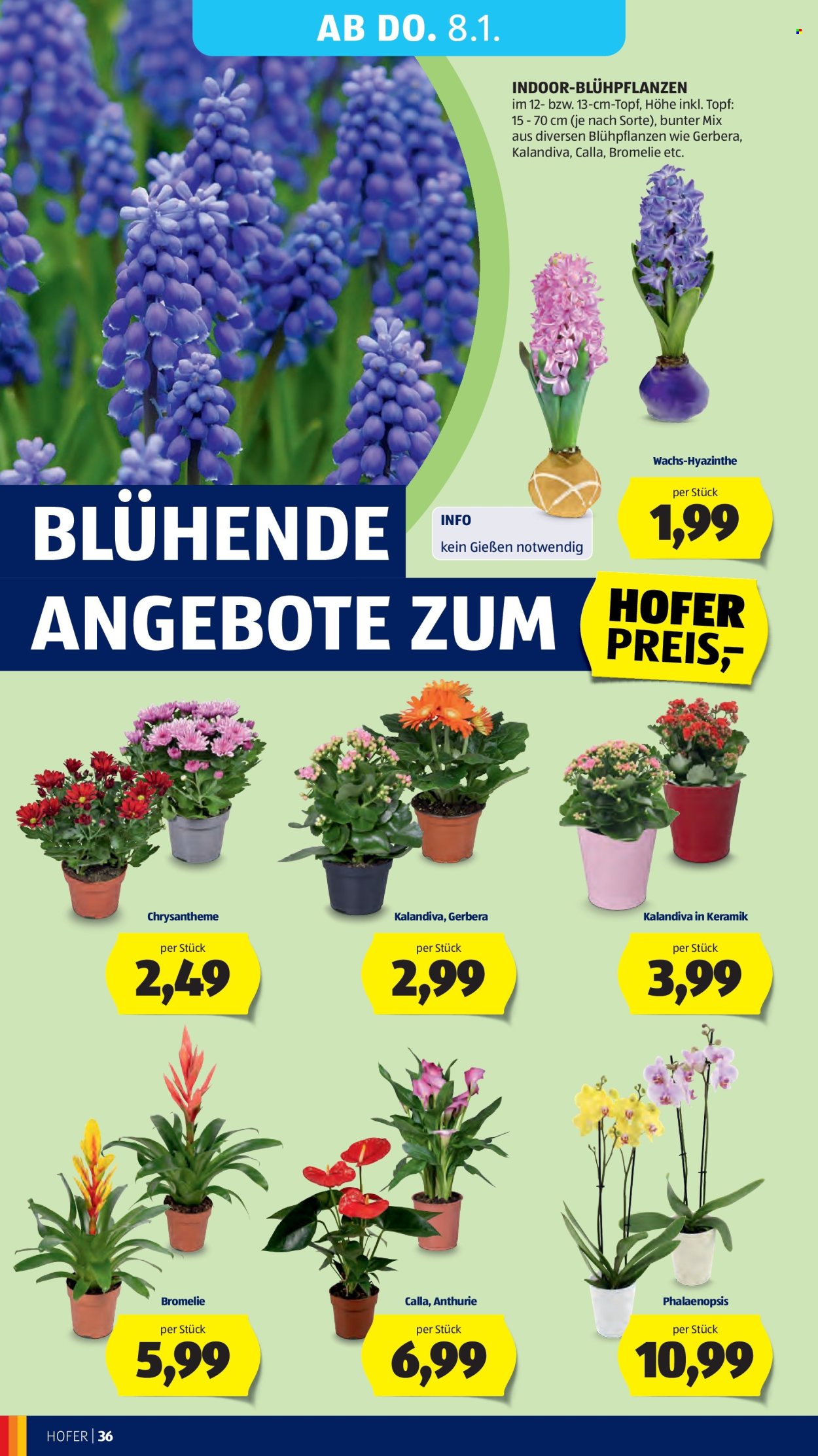 Angebote Hofer - 2.1.2026 - 8.1.2026. Seite 40