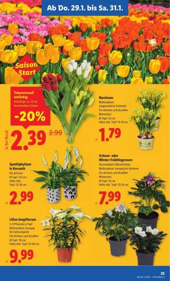 thumbnail - Tulpenstrauß einfärbig