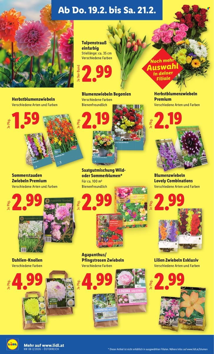 Angebote Lidl - 19.2.2026 - 25.2.2026. Seite 24