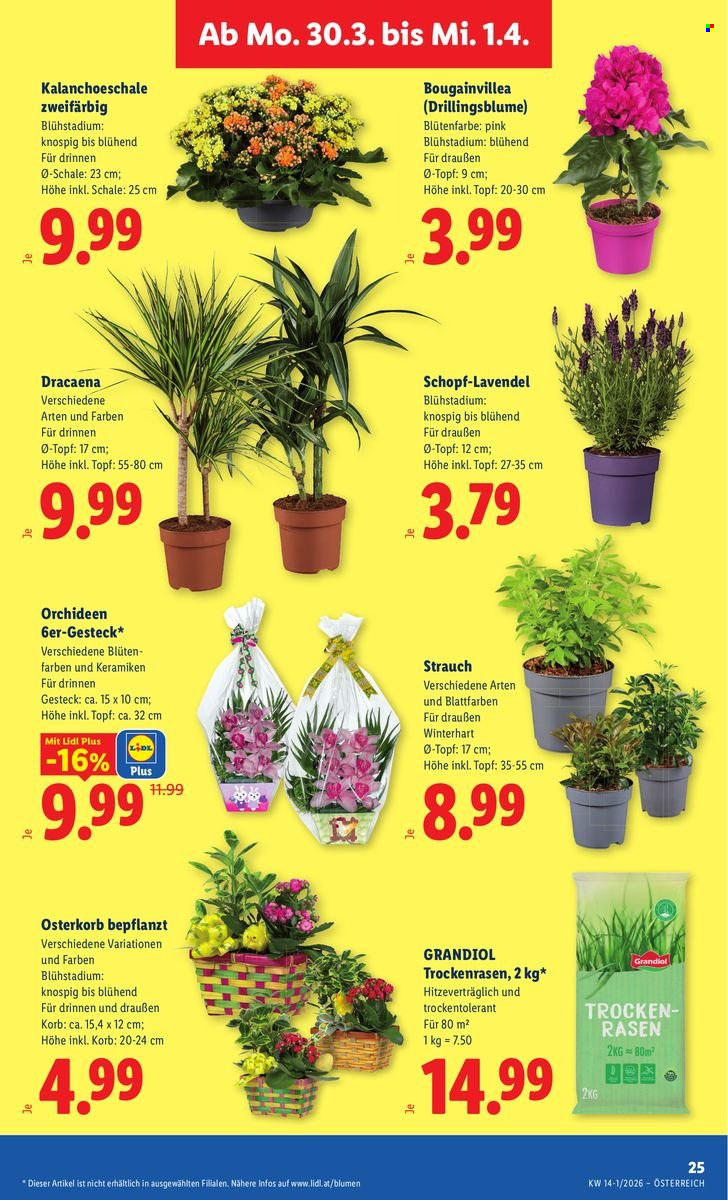 Angebote Lidl - 26.3.2026 - 1.4.2026. Seite 30