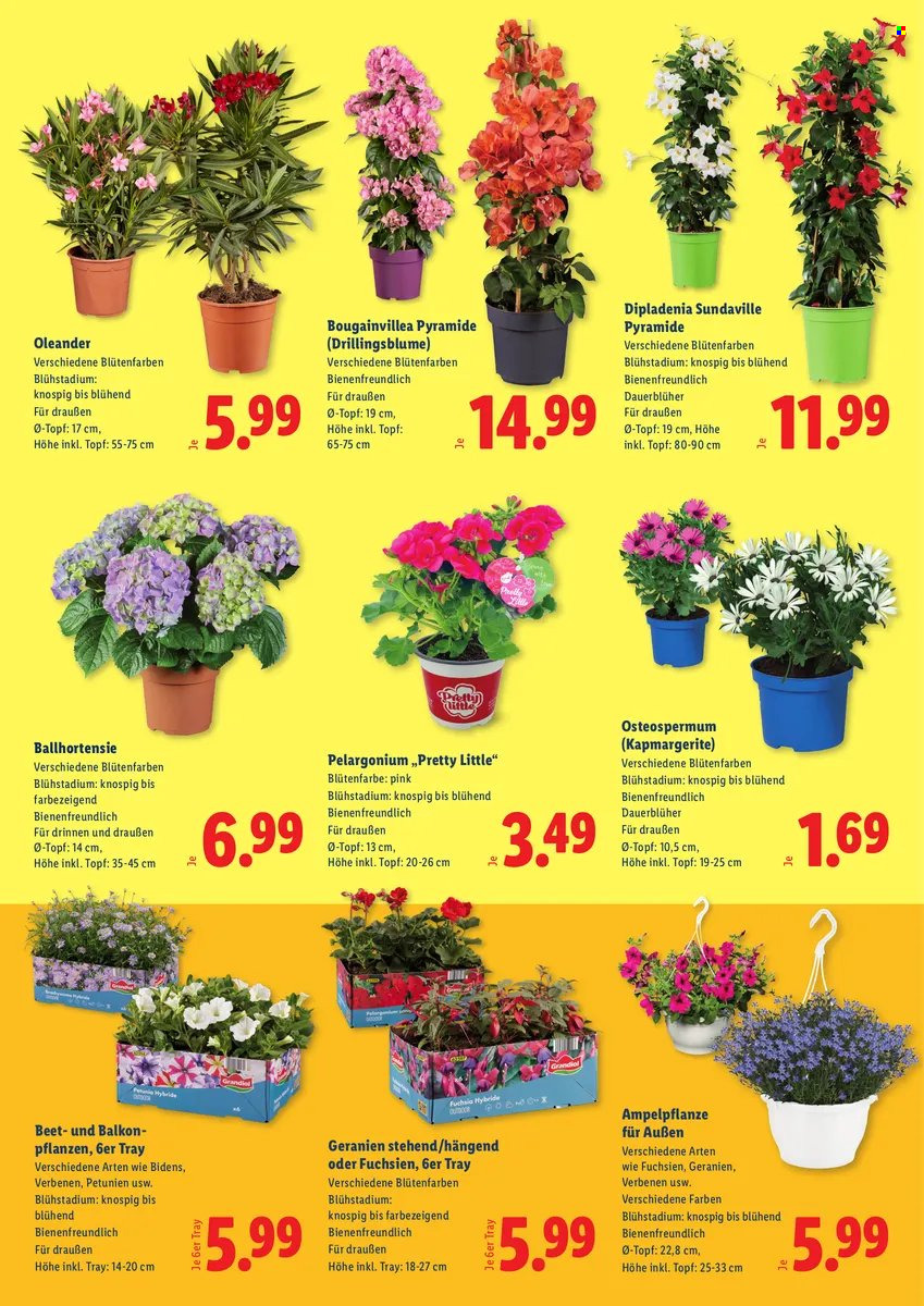 Angebote Lidl - 23.4.2026 - 25.4.2026. Seite 2