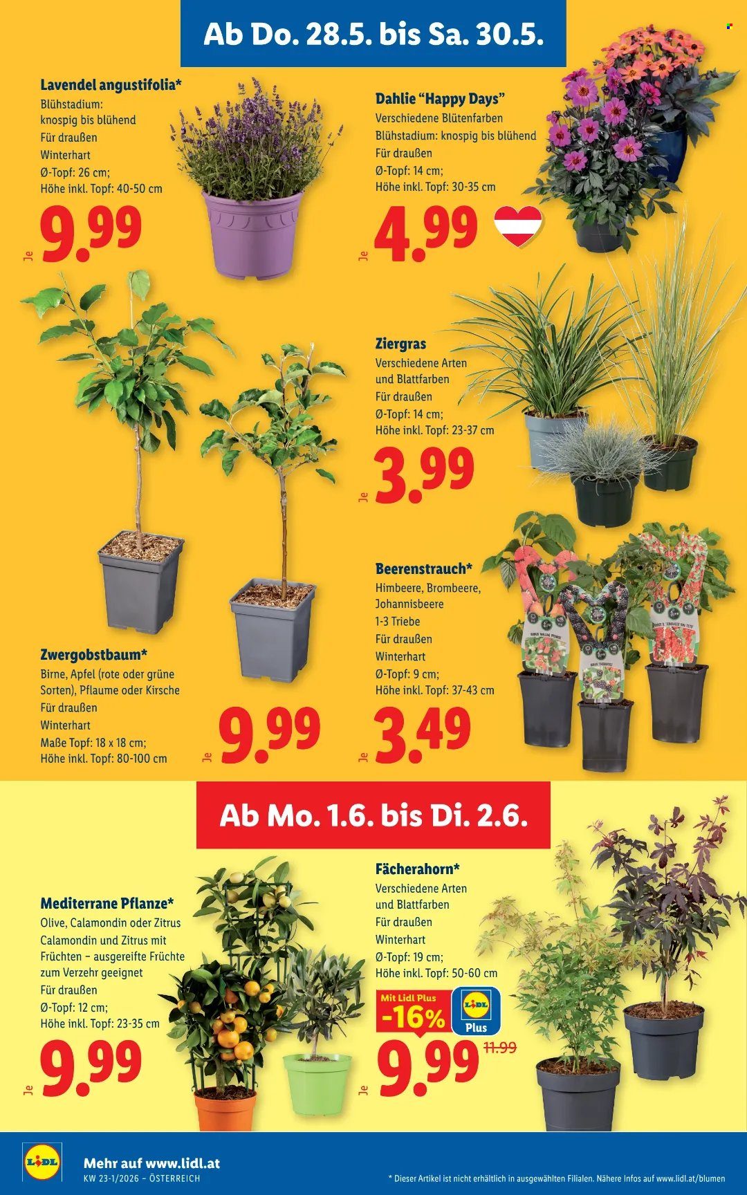 Angebote Lidl - 28.5.2026 - 2.6.2026. Seite 28