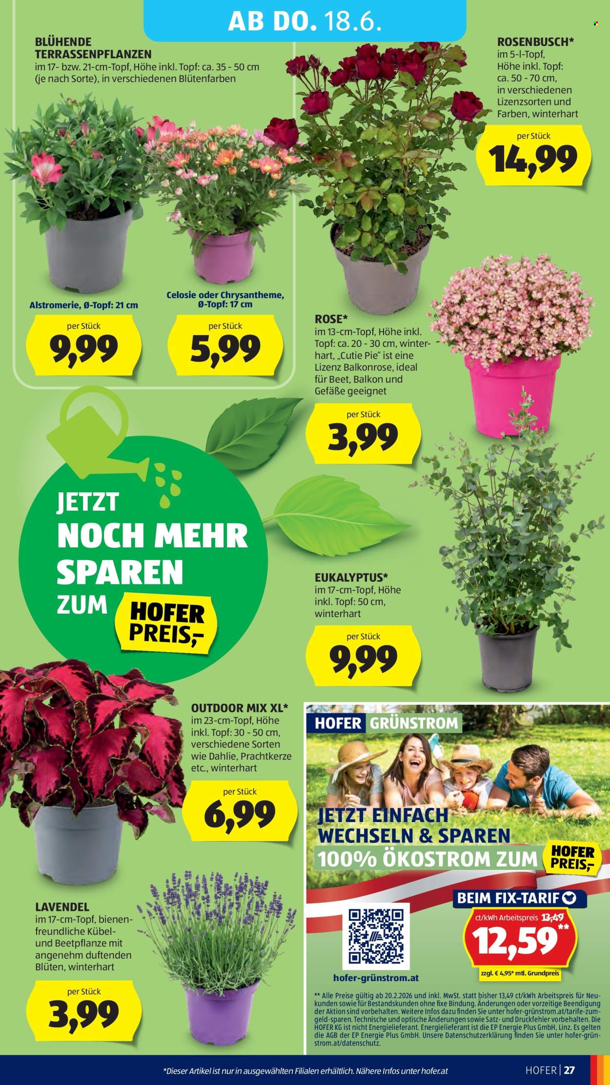 Angebote Hofer - 12.6.2026 - 18.6.2026. Seite 31