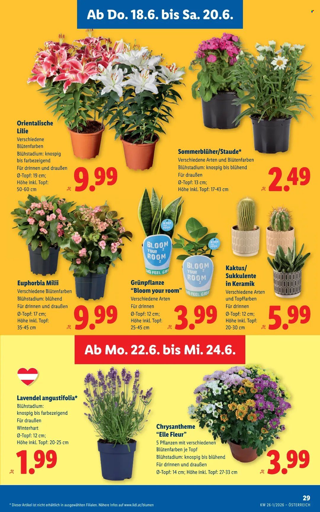 Angebote Lidl - 18.6.2026 - 24.6.2026. Seite 37