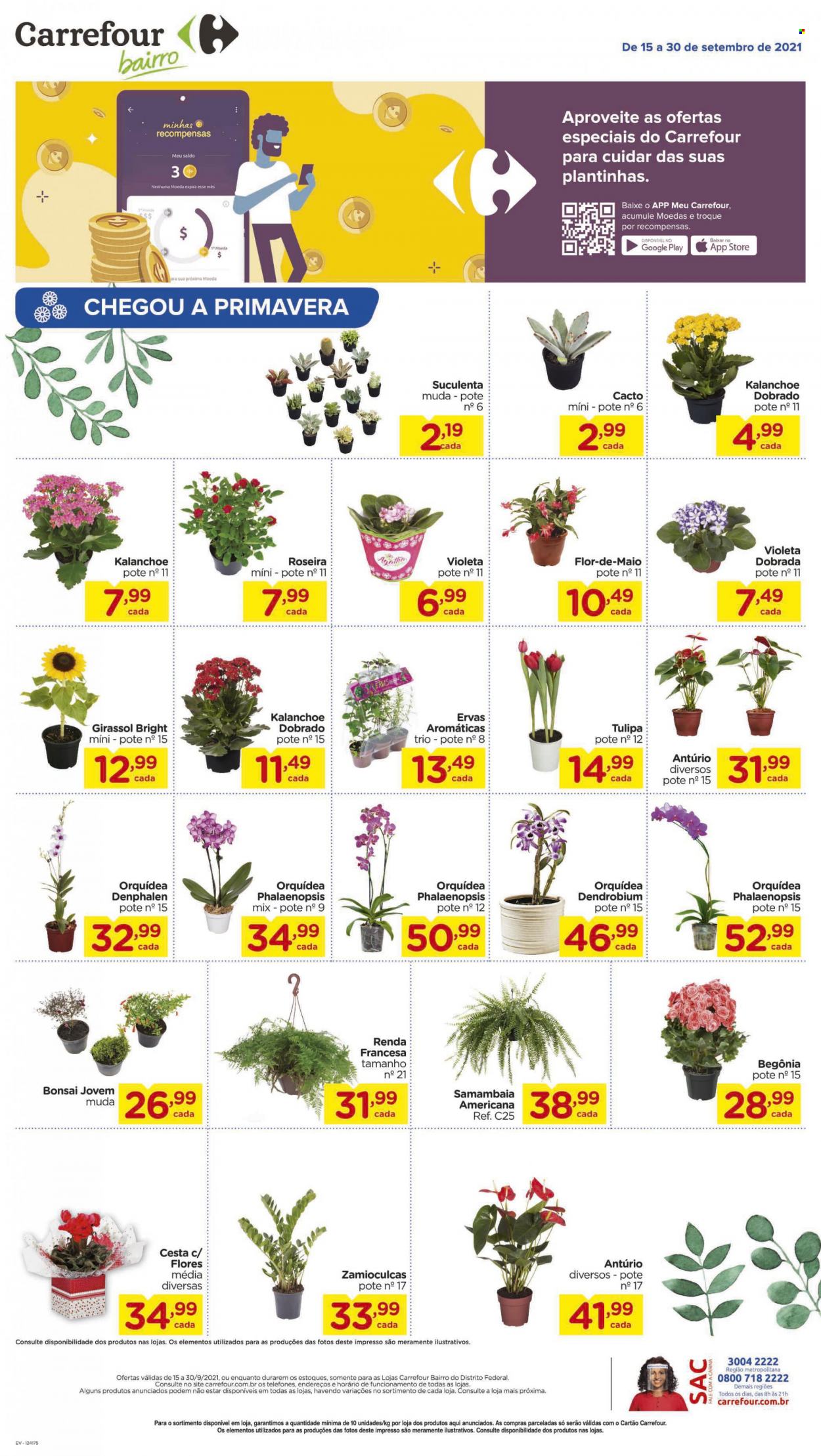 thumbnail - Folheto Carrefour Bairro - 15/09/2021 - 30/09/2021 - Produtos em promoção - ervas aromáticas, cesta, orquídea, plantas verdes. Página 1.