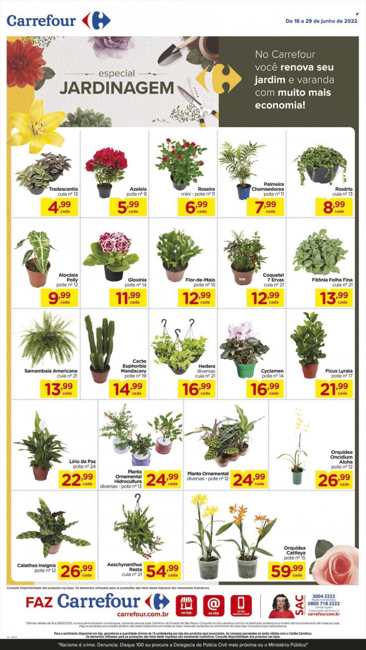 thumbnail - Folheto Carrefour Hiper - 16/06/2022 - 29/06/2022 - Produtos em promoção - orquídea, palmeiras, plantas verdes, calathea, lírio. Página 2.