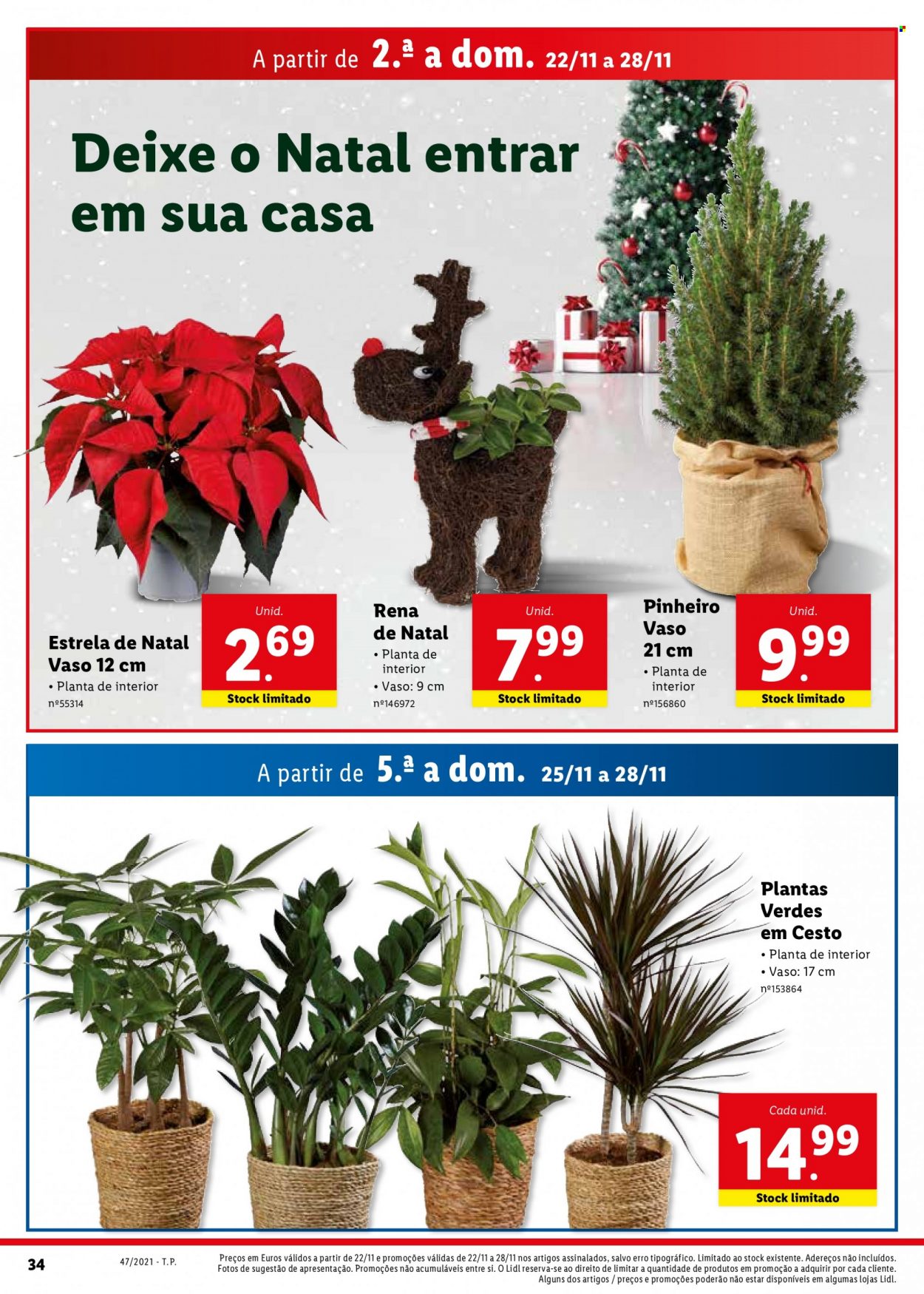 thumbnail - Folheto Lidl - 22.11.2021 - 28.11.2021 - Produtos em promoção - Estrela, plantas verdes. Página 34.