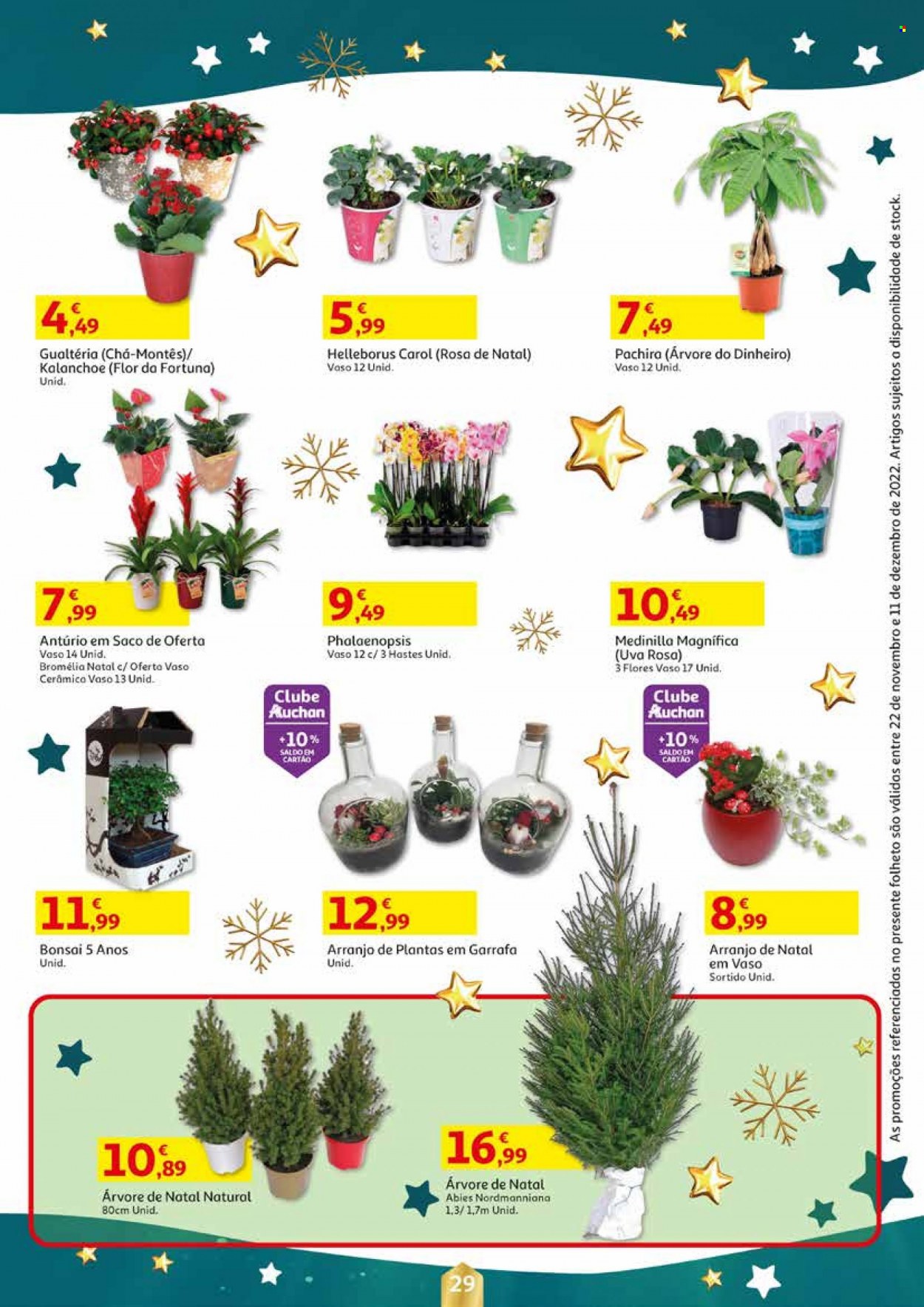 thumbnail - Folheto Auchan - 22.11.2022 - 11.12.2022 - Produtos em promoção - uva, chá, árvore de natal, orquídea, bromélia. Página 29.