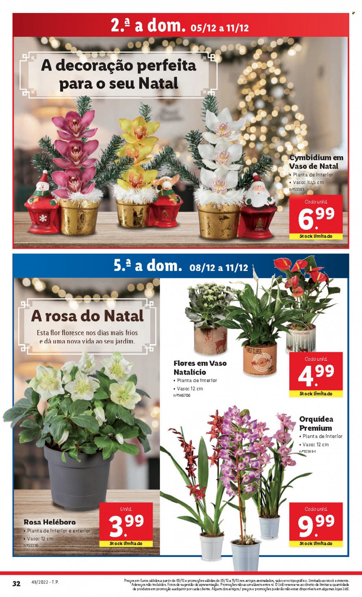 thumbnail - Folheto Lidl - 5.12.2022 - 11.12.2022 - Produtos em promoção - decoração, orquídea, plantas verdes. Página 48.