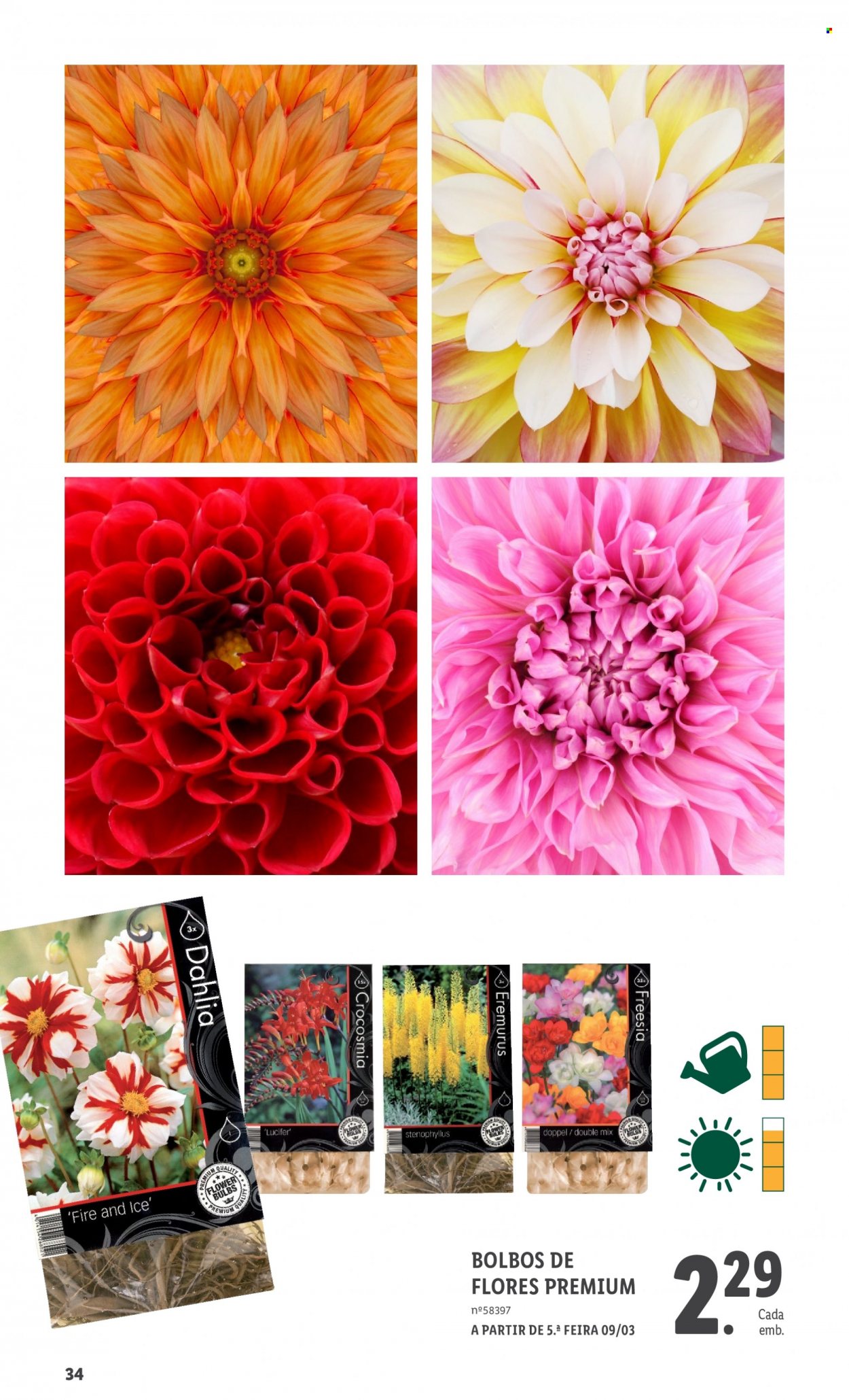 thumbnail - Folheto Lidl - 1.3.2023 - 31.3.2023 - Produtos em promoção - bolbos de flores. Página 34.