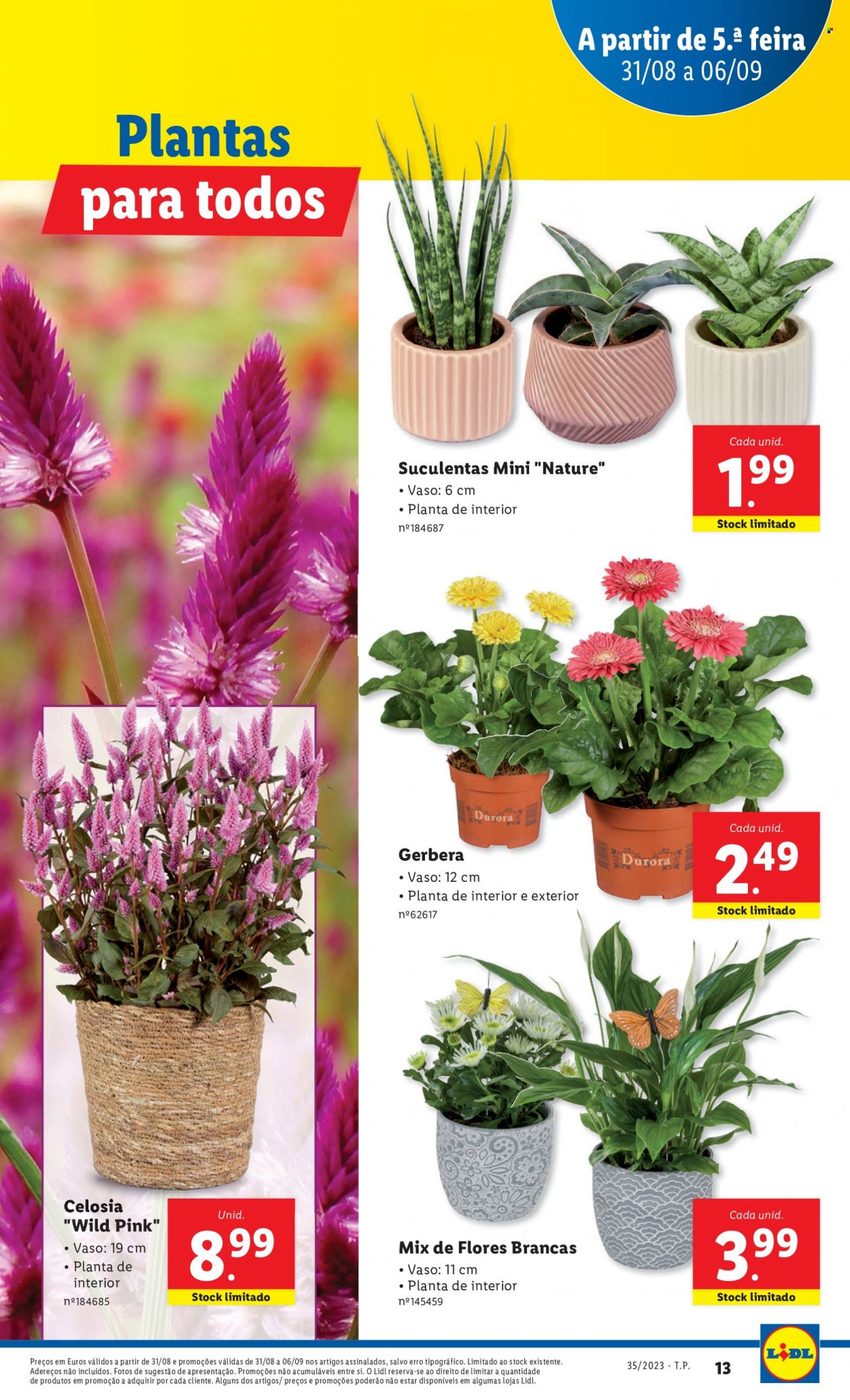 Folheto Lidl - 31.8.2023 - 6.9.2023. Página 13