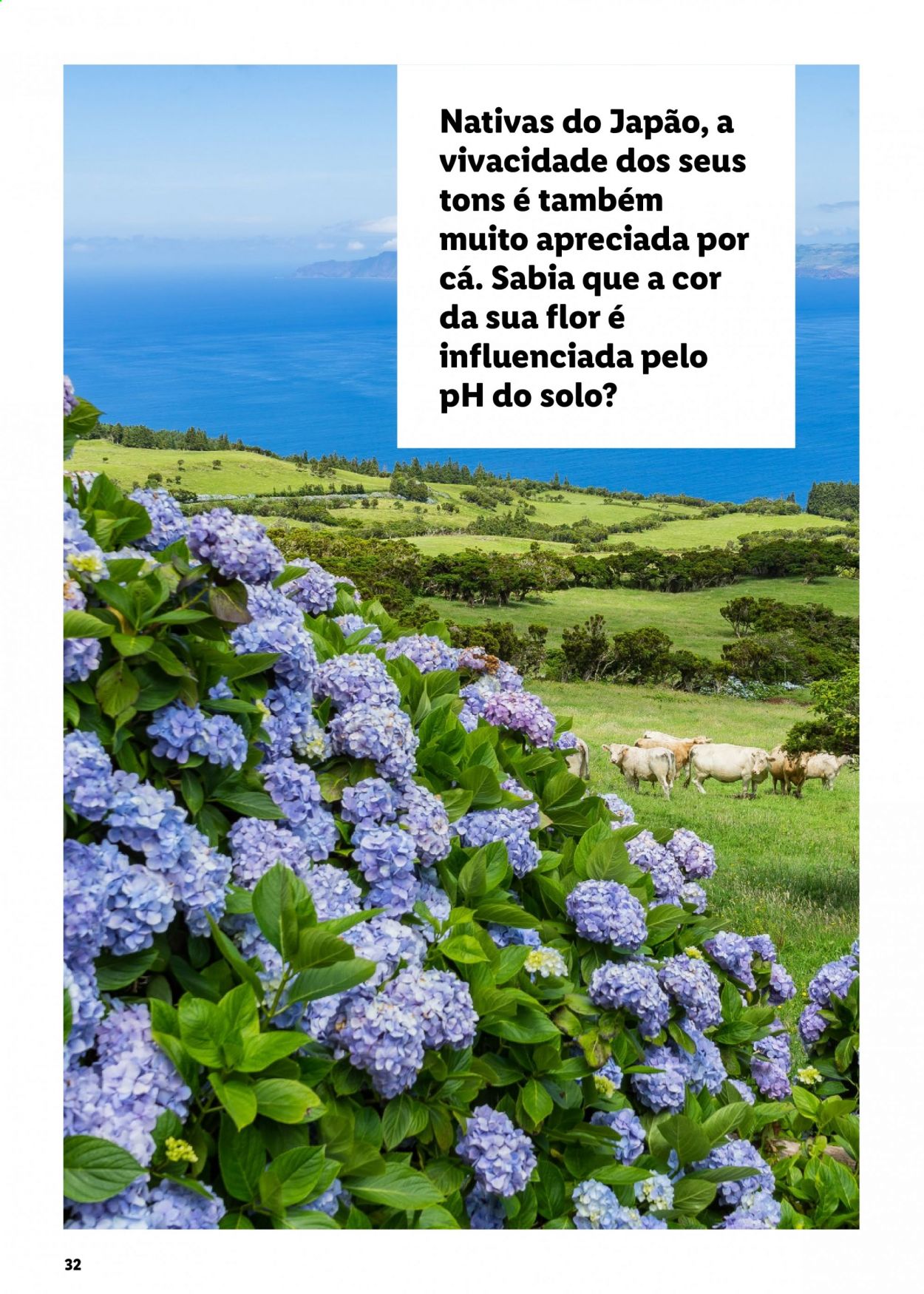 Folheto Lidl. Página 32