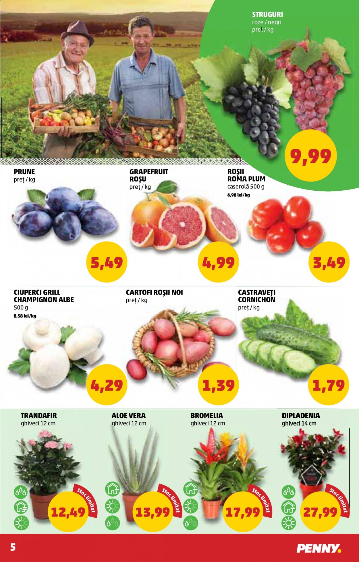 thumbnail - Cataloage PENNY - 21.07.2021 - 27.07.2021 - Produse în vânzare - ciuperca, cartofi, rosii cherry, roșie, prune, struguri, struguri roze, castraveți cornichon, castravețe, aloe vera, ghiveci. Pagina 5.