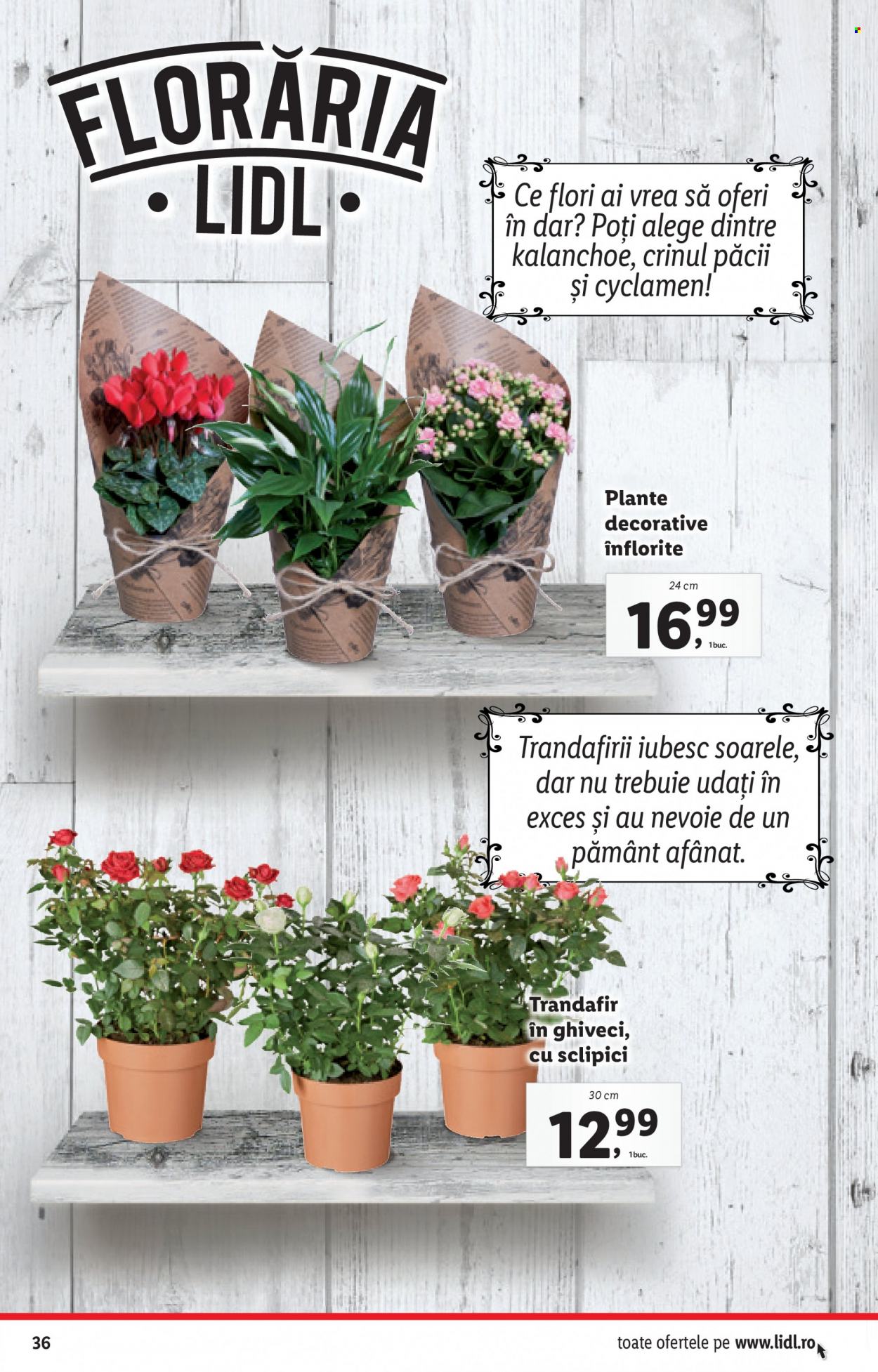 Catalog Lidl - 27.12.2021 - 02.01.2022. Pagina 36