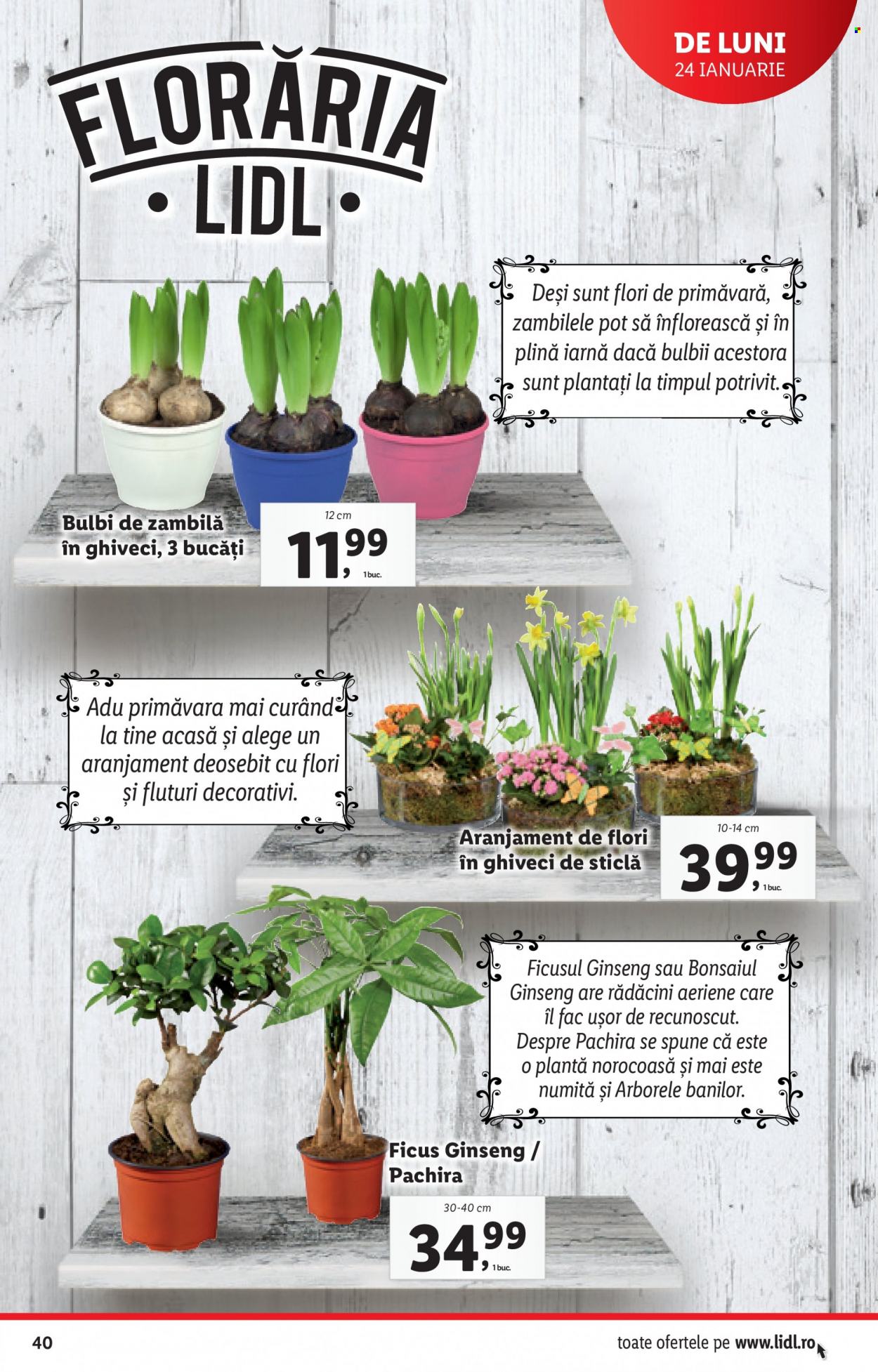 Catalog Lidl - 24.01.2022 - 30.01.2022. Pagina 40