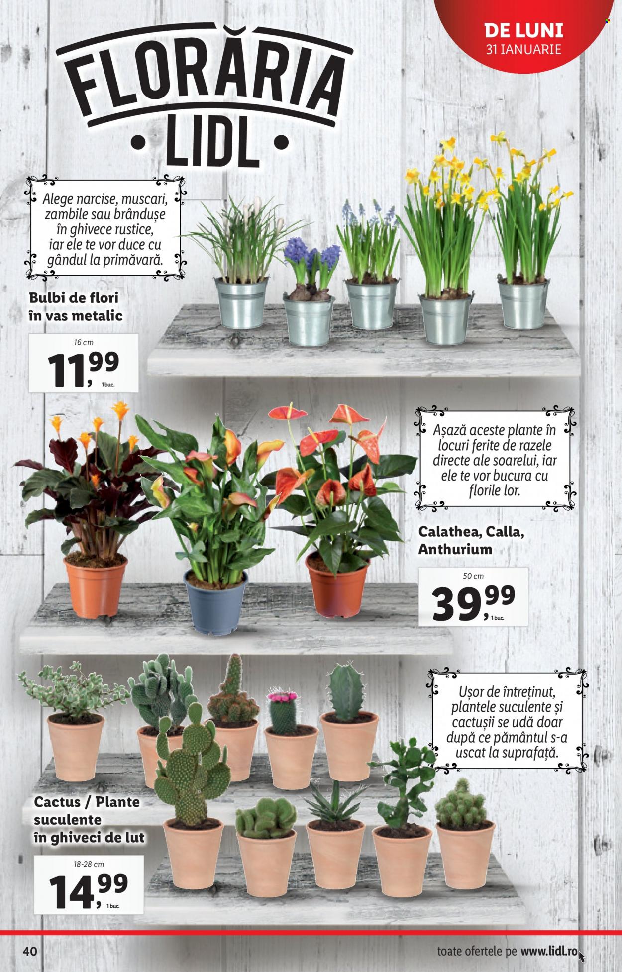 Catalog Lidl - 31.01.2022 - 06.02.2022. Pagina 40