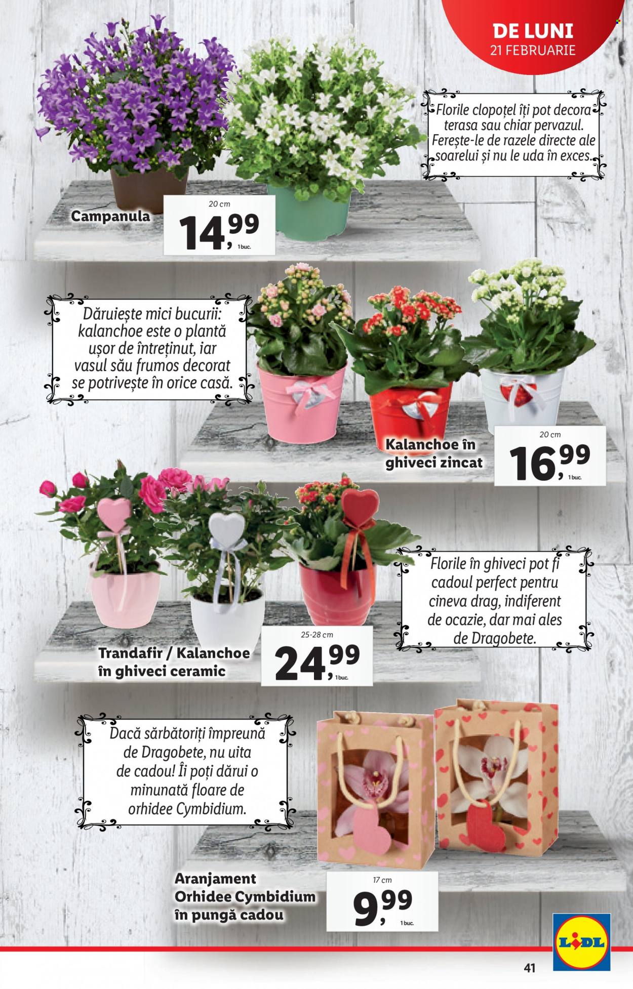 Catalog Lidl - 21.02.2022 - 27.02.2022. Pagina 41