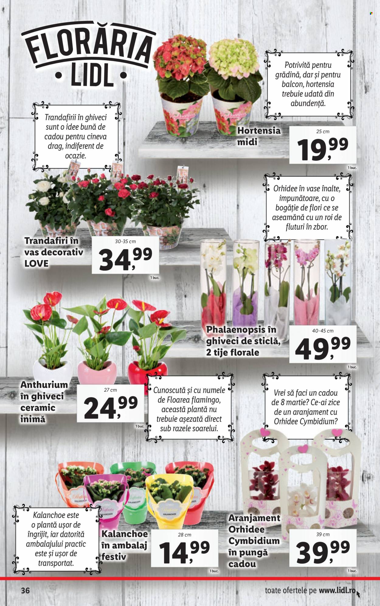 Catalog Lidl - 07.03.2022 - 13.03.2022. Pagina 36