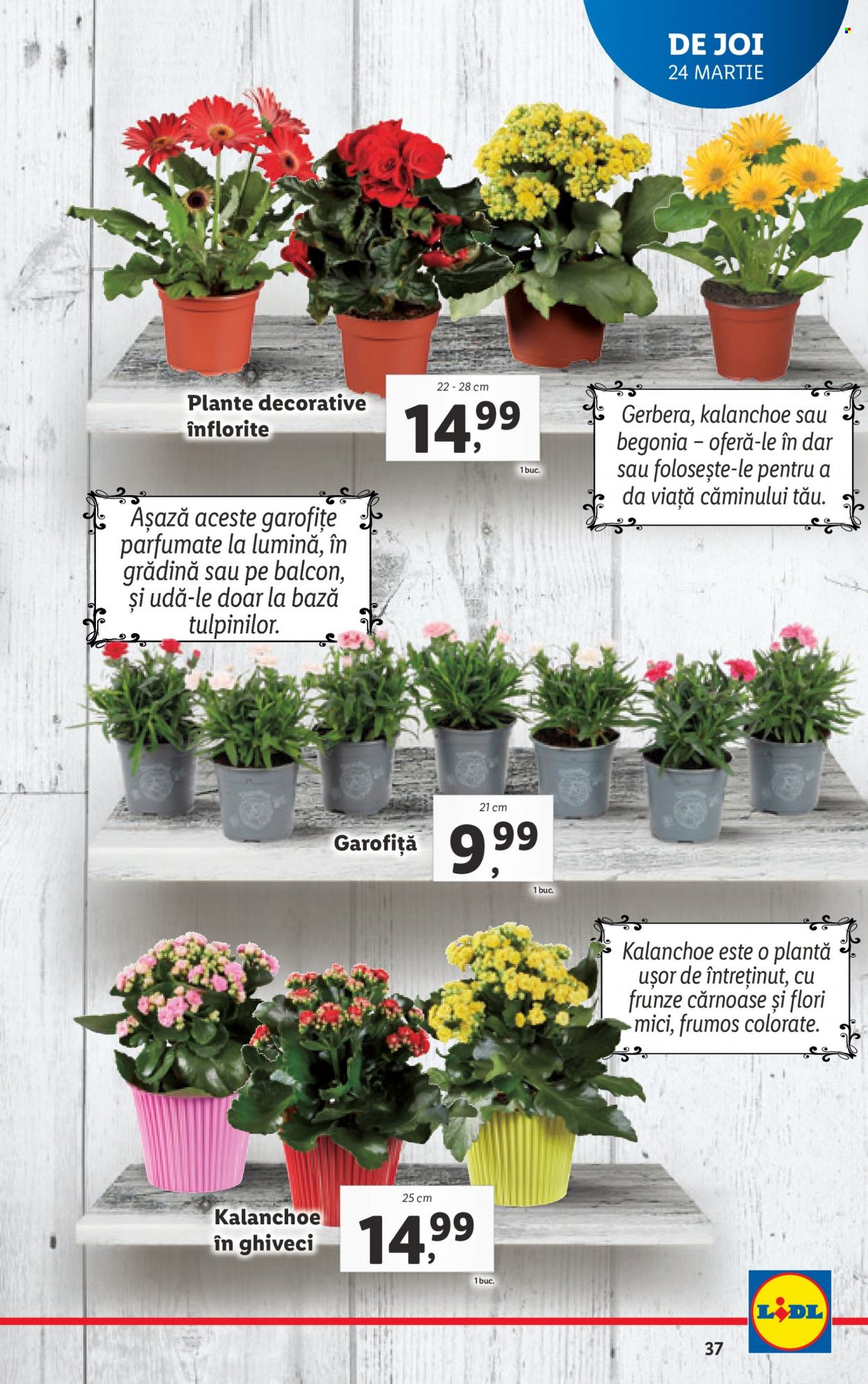 Catalog Lidl - 21.03.2022 - 27.03.2022. Pagina 37