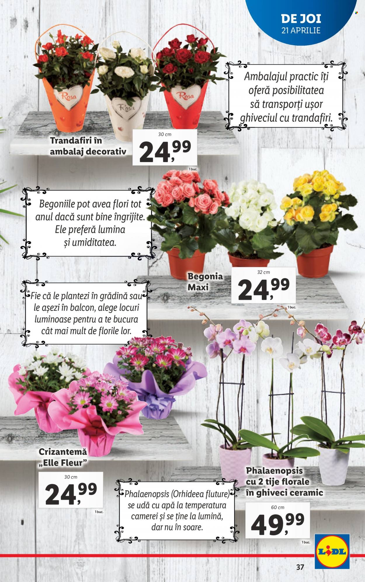 Catalog Lidl - 18.04.2022 - 23.04.2022. Pagina 37