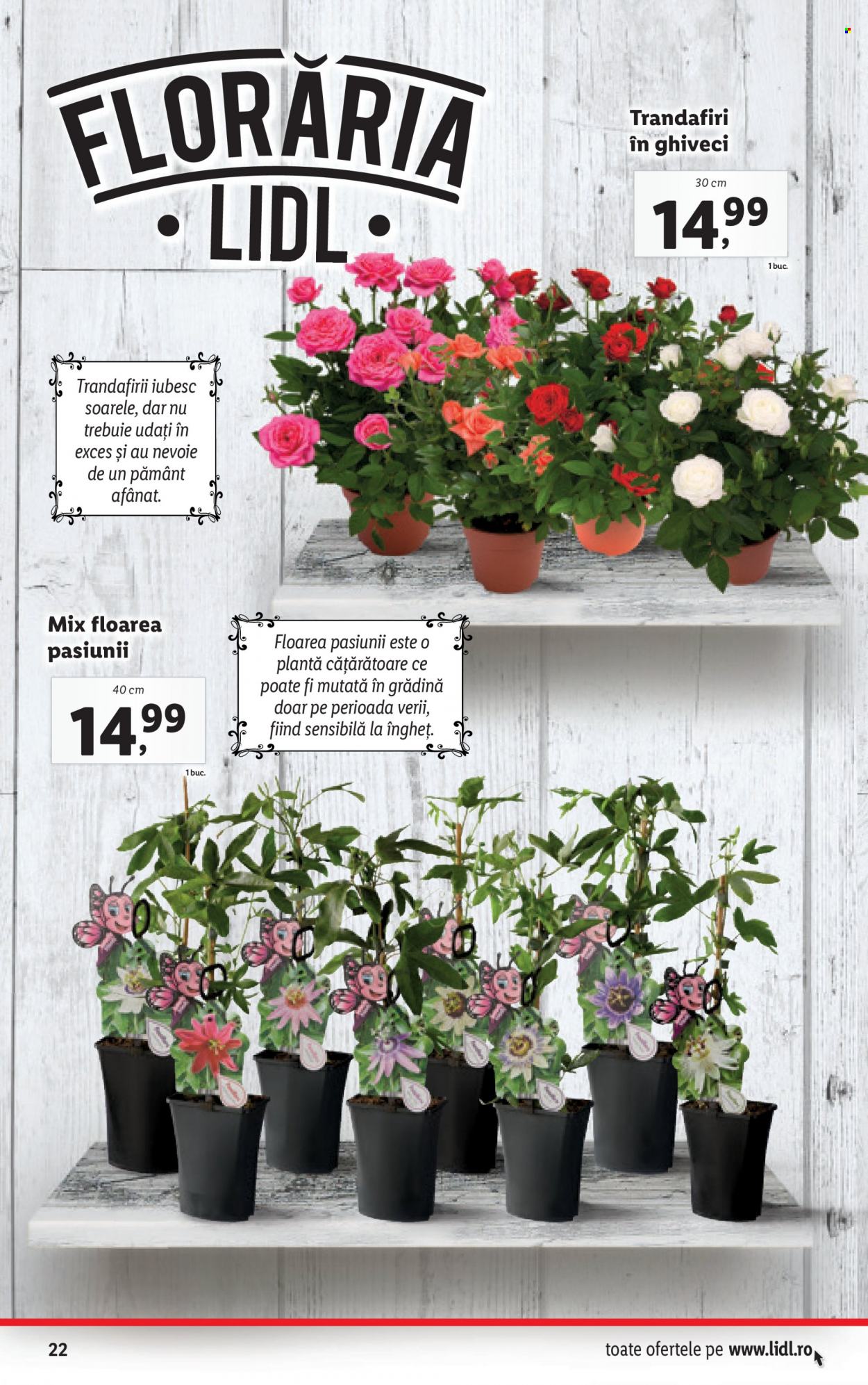 Catalog Lidl - 09.05.2022 - 15.05.2022. Pagina 22
