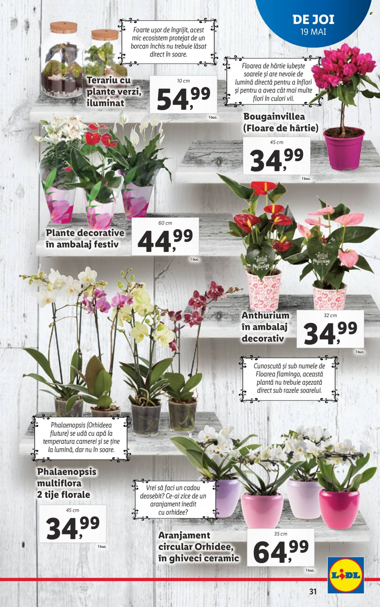 Catalog Lidl - 16.05.2022 - 22.05.2022. Pagina 31