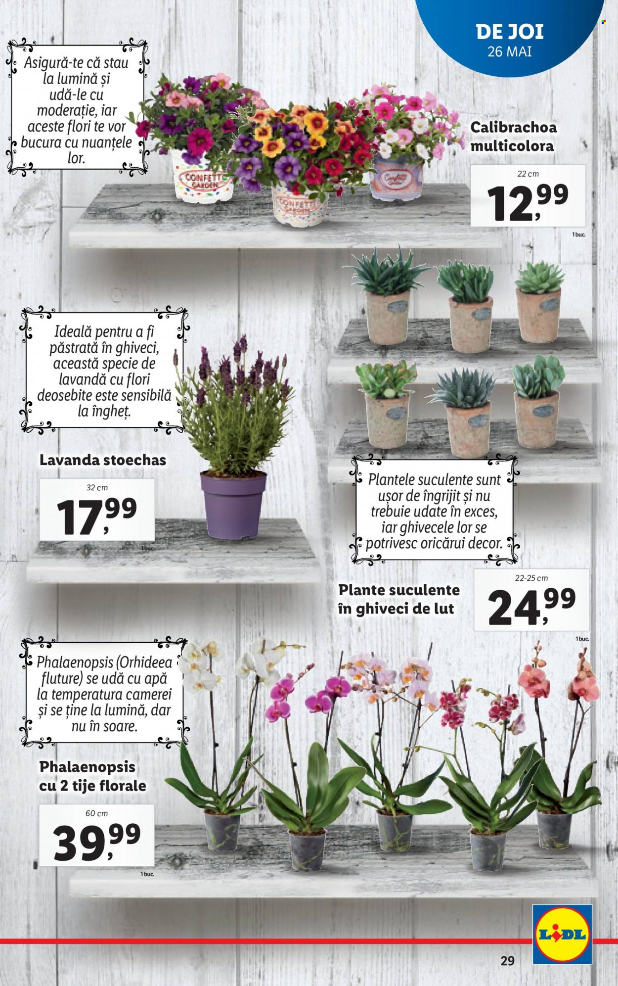 Catalog Lidl - 23.05.2022 - 29.05.2022. Pagina 29