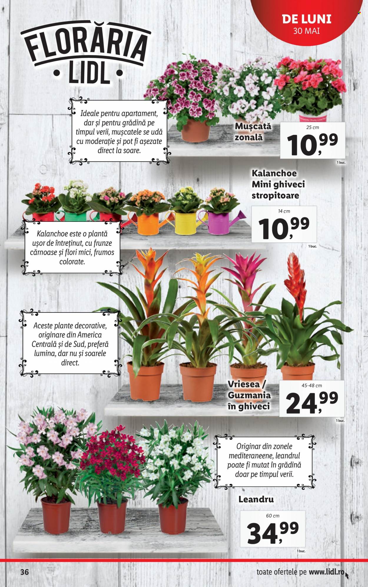 Catalog Lidl - 30.05.2022 - 05.06.2022. Pagina 36