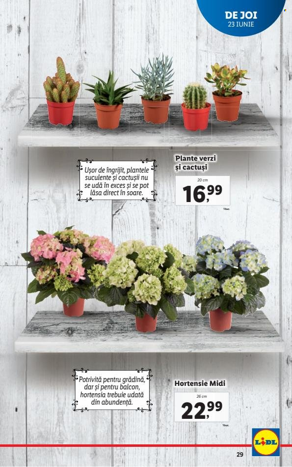 Catalog Lidl - 20.06.2022 - 26.06.2022. Pagina 29