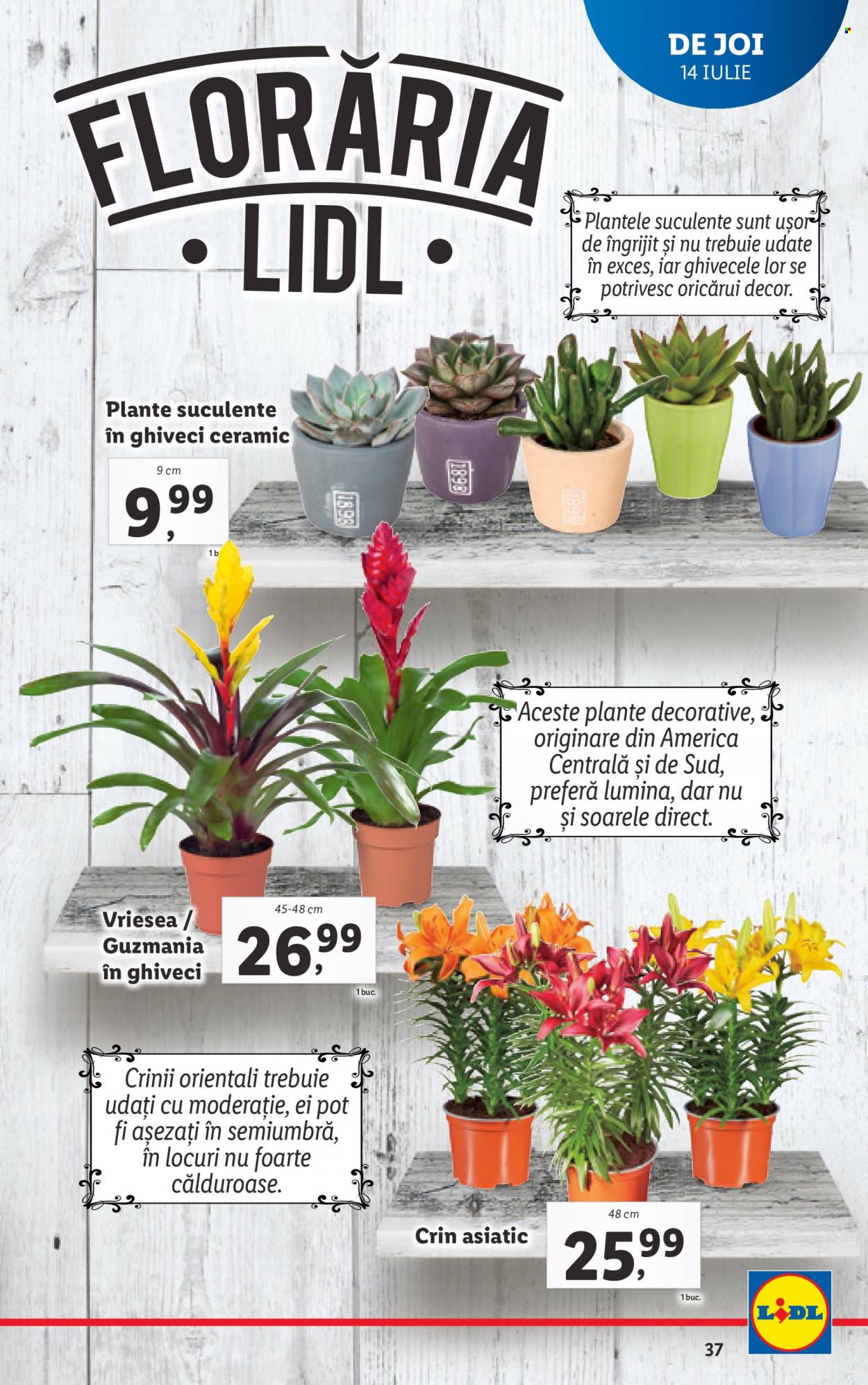 Catalog Lidl - 11.07.2022 - 17.07.2022. Pagina 37