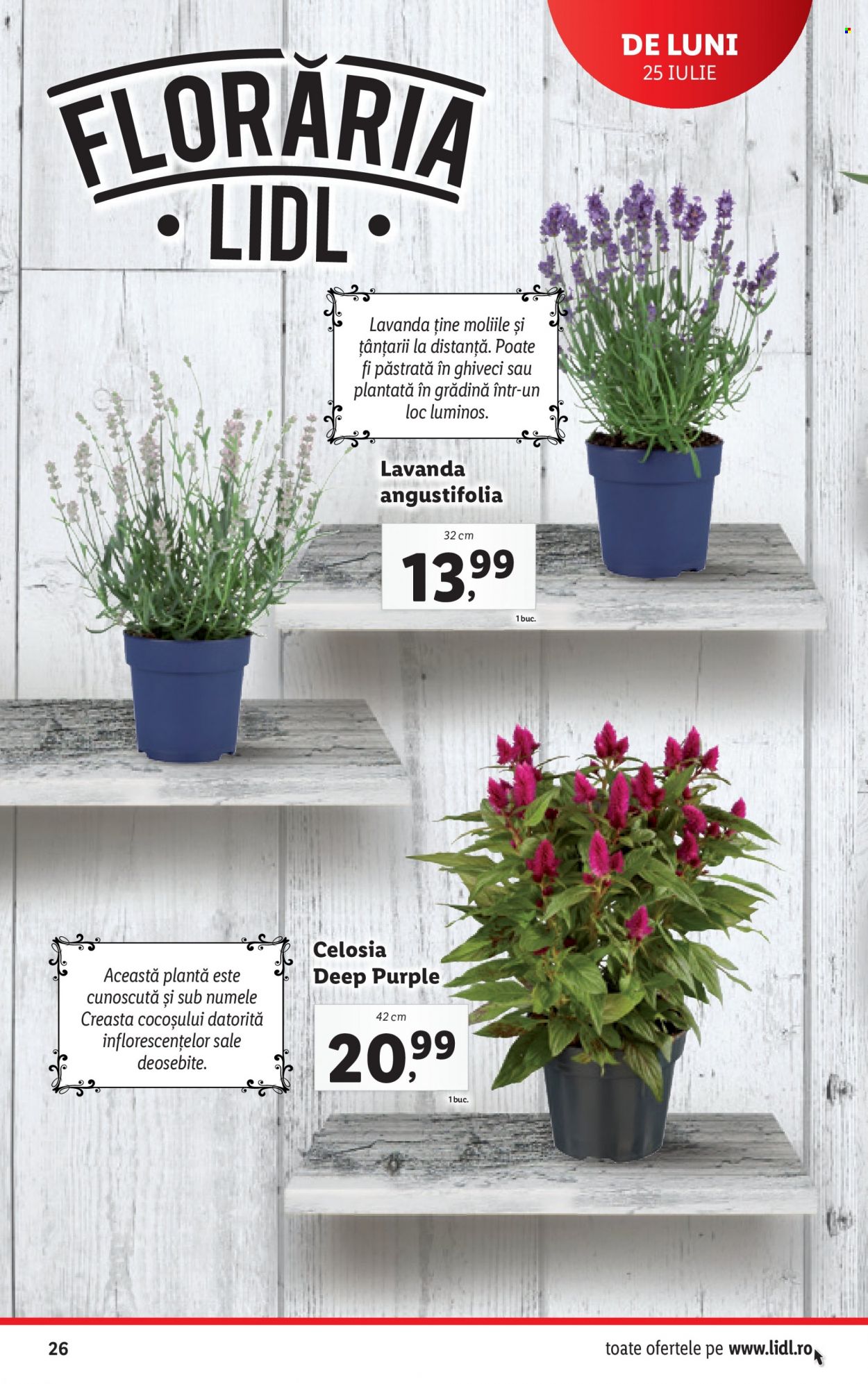 Catalog Lidl - 25.07.2022 - 31.07.2022. Pagina 26