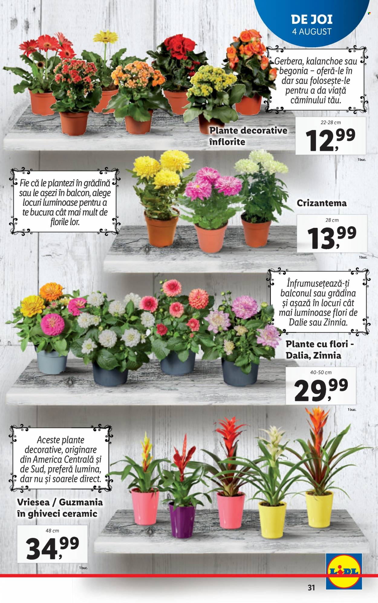 Catalog Lidl - 01.08.2022 - 07.08.2022. Pagina 31