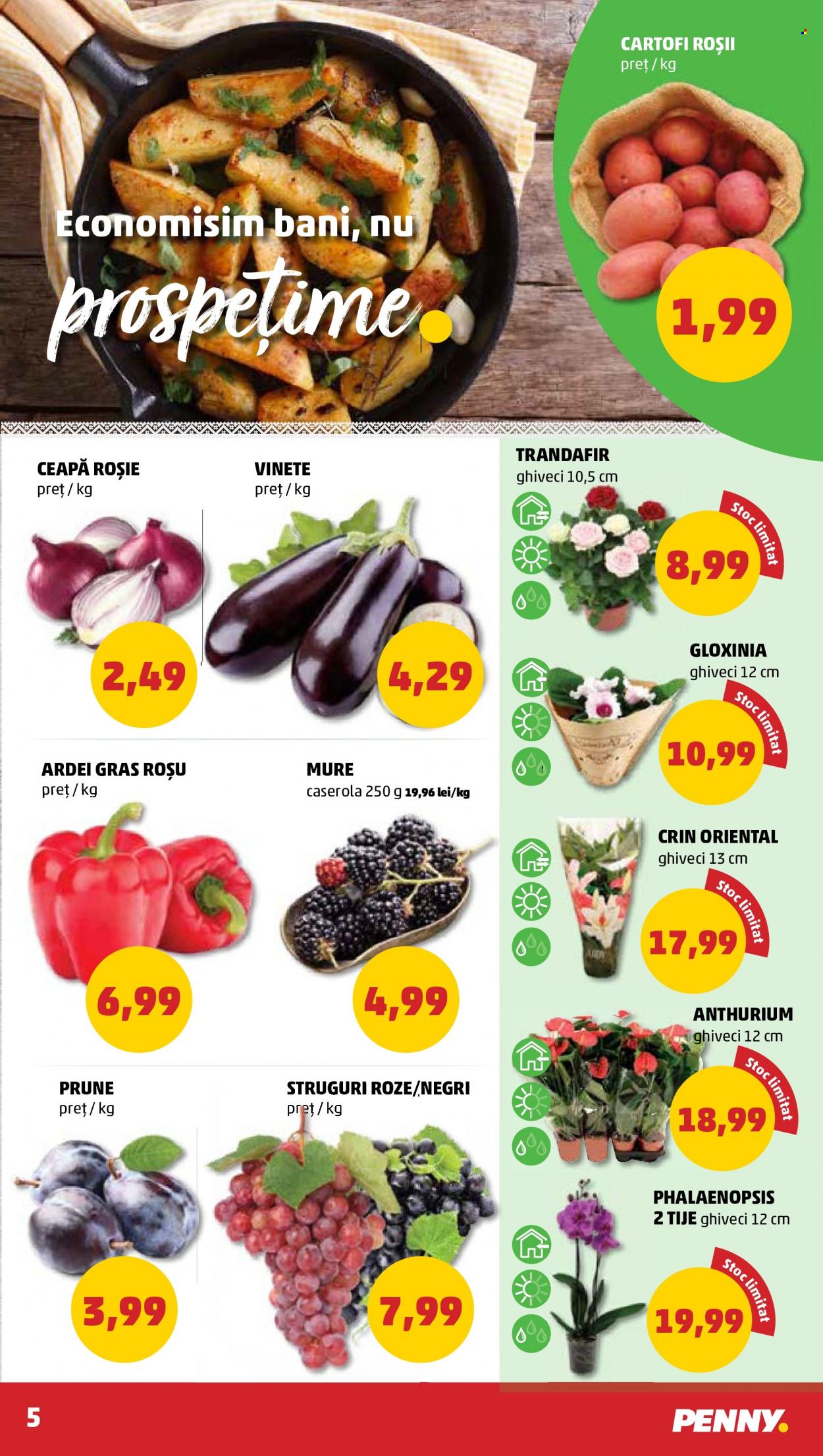 Catalog PENNY - 10.08.2022 - 16.08.2022. Pagina 5