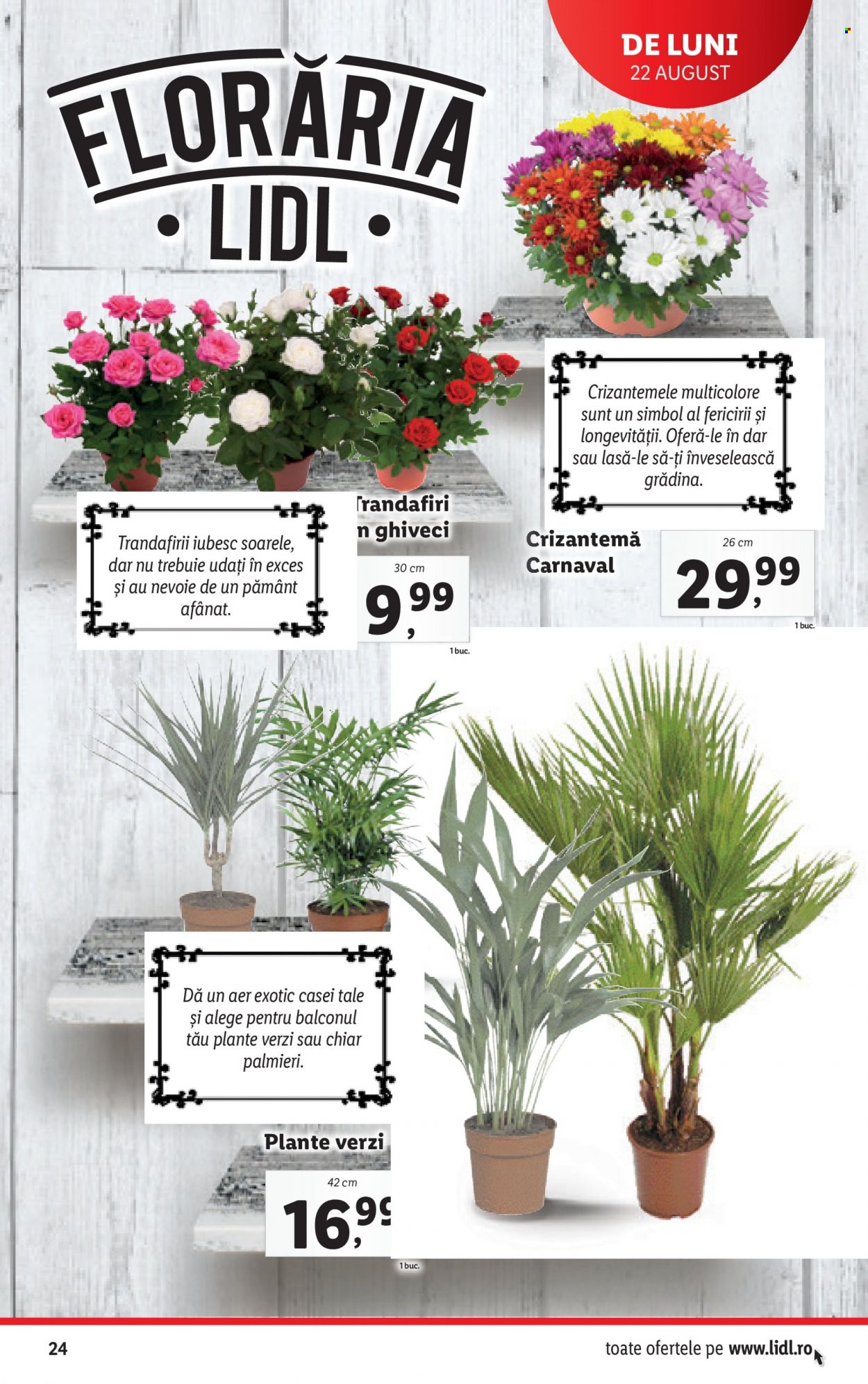 Catalog Lidl - 22.08.2022 - 28.08.2022. Pagina 24