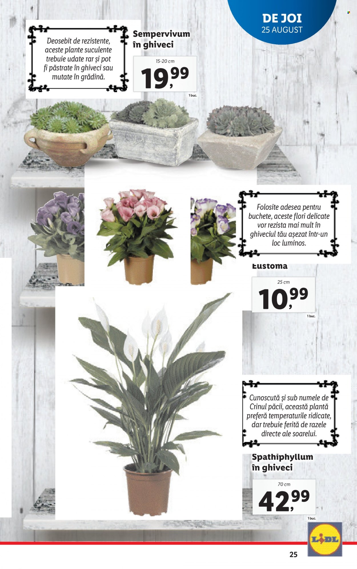Catalog Lidl - 22.08.2022 - 28.08.2022. Pagina 25